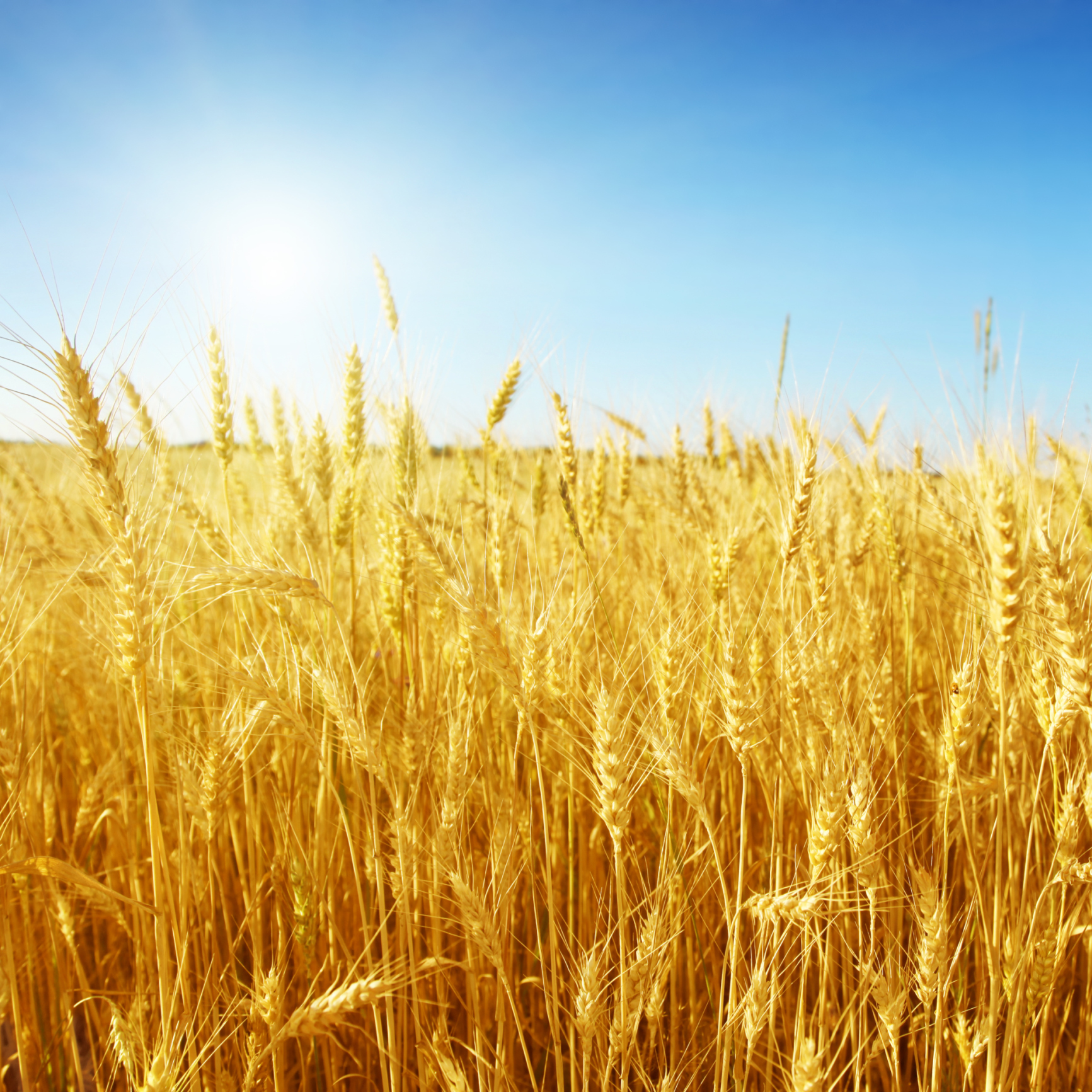 Global warming reduces wheat production