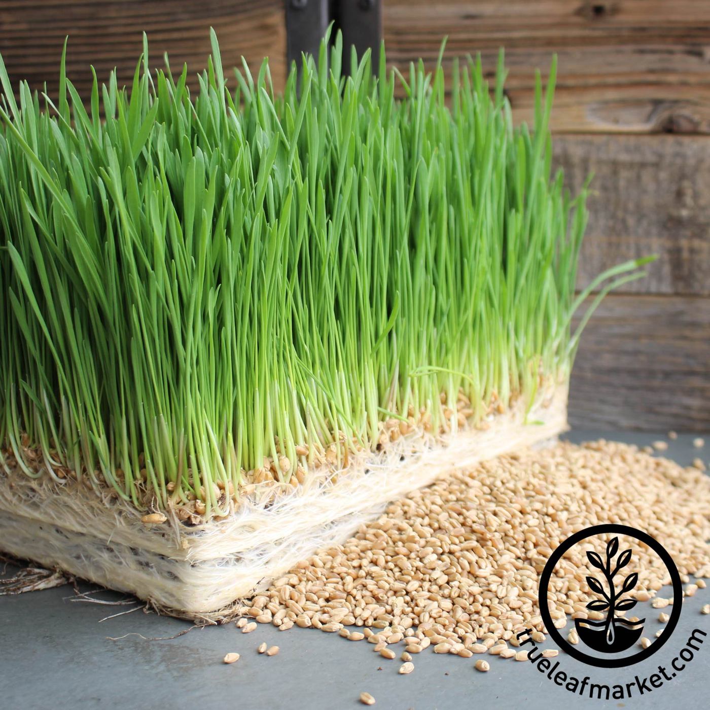 Organic Wheatgrass Seeds: Sprouting Wheat | Wheat Grass Seed