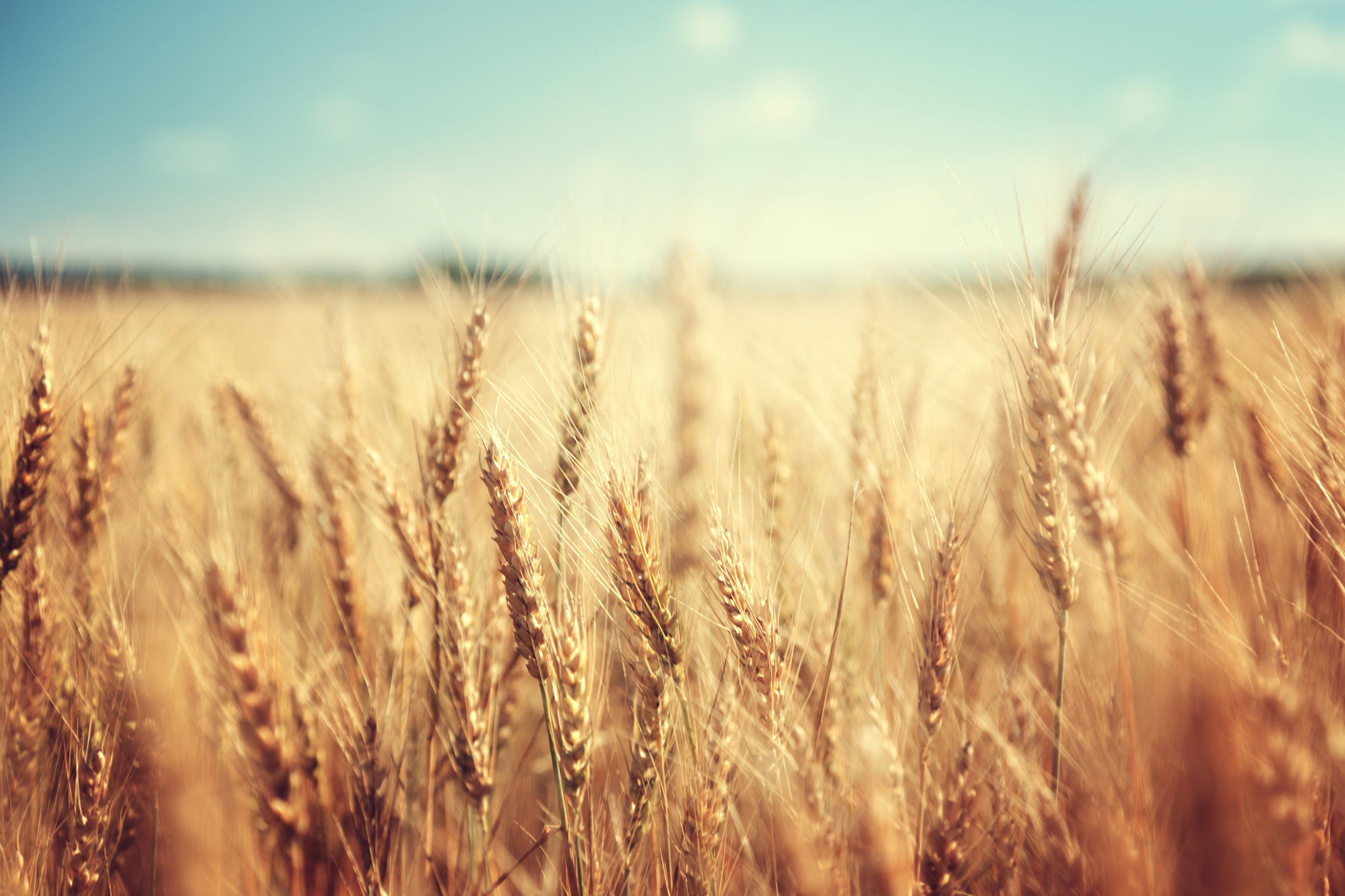 U.S. challenges Indian market support for wheat and rice | Farm Futures