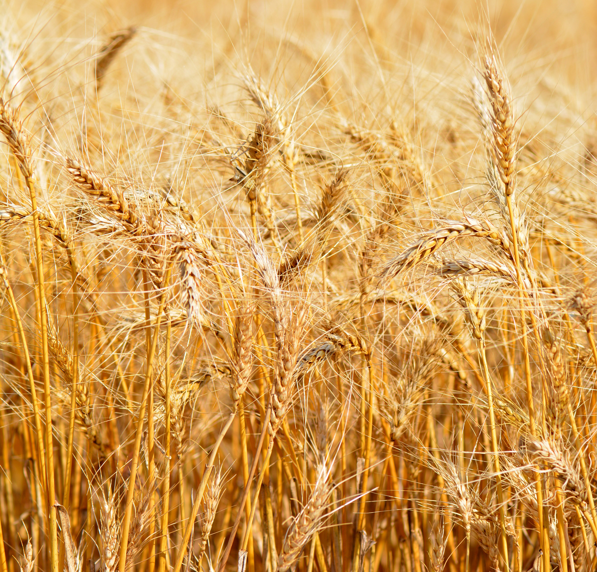 Wheat photos found on the web.