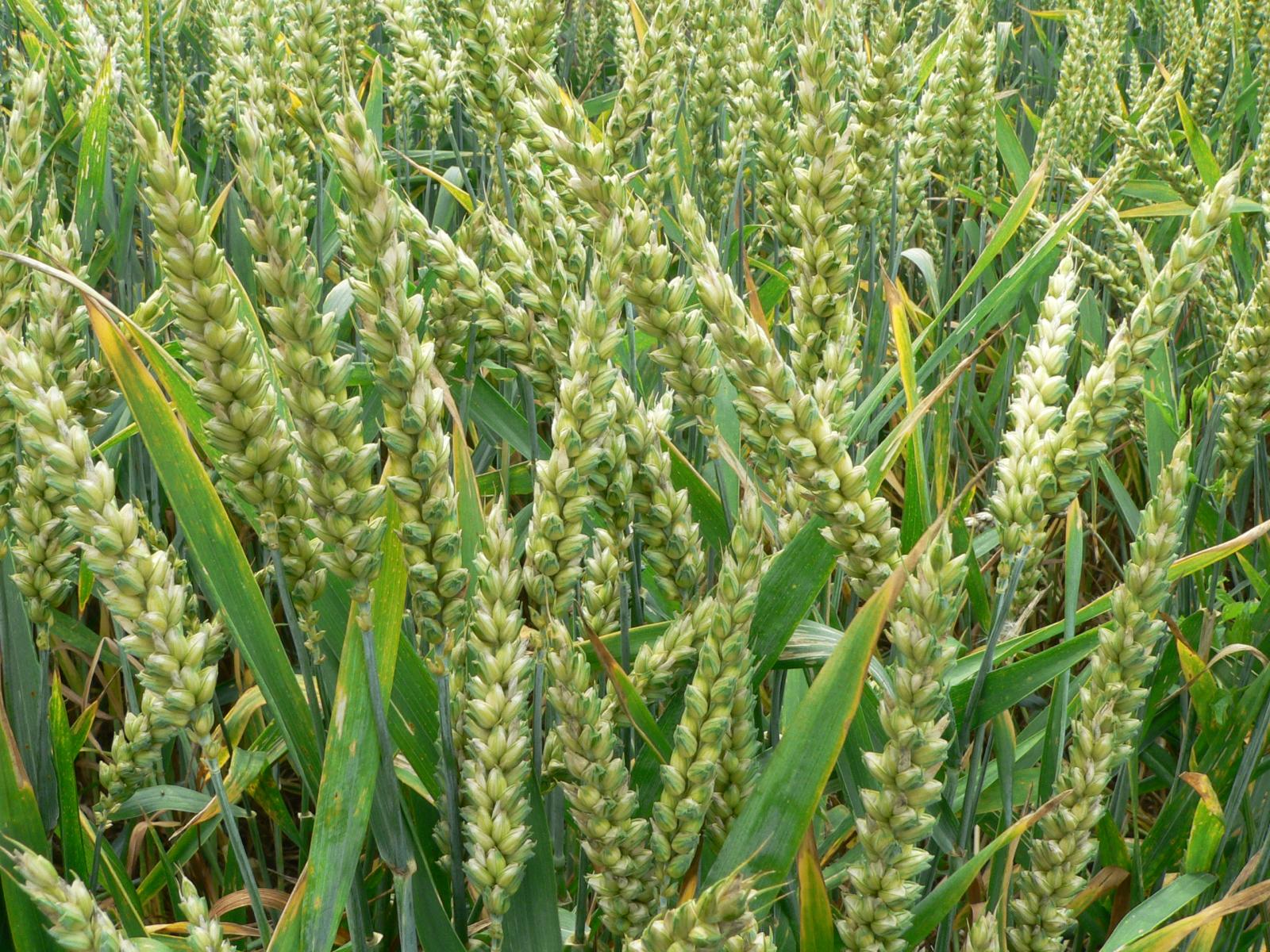 Wheat (general) | Feedipedia