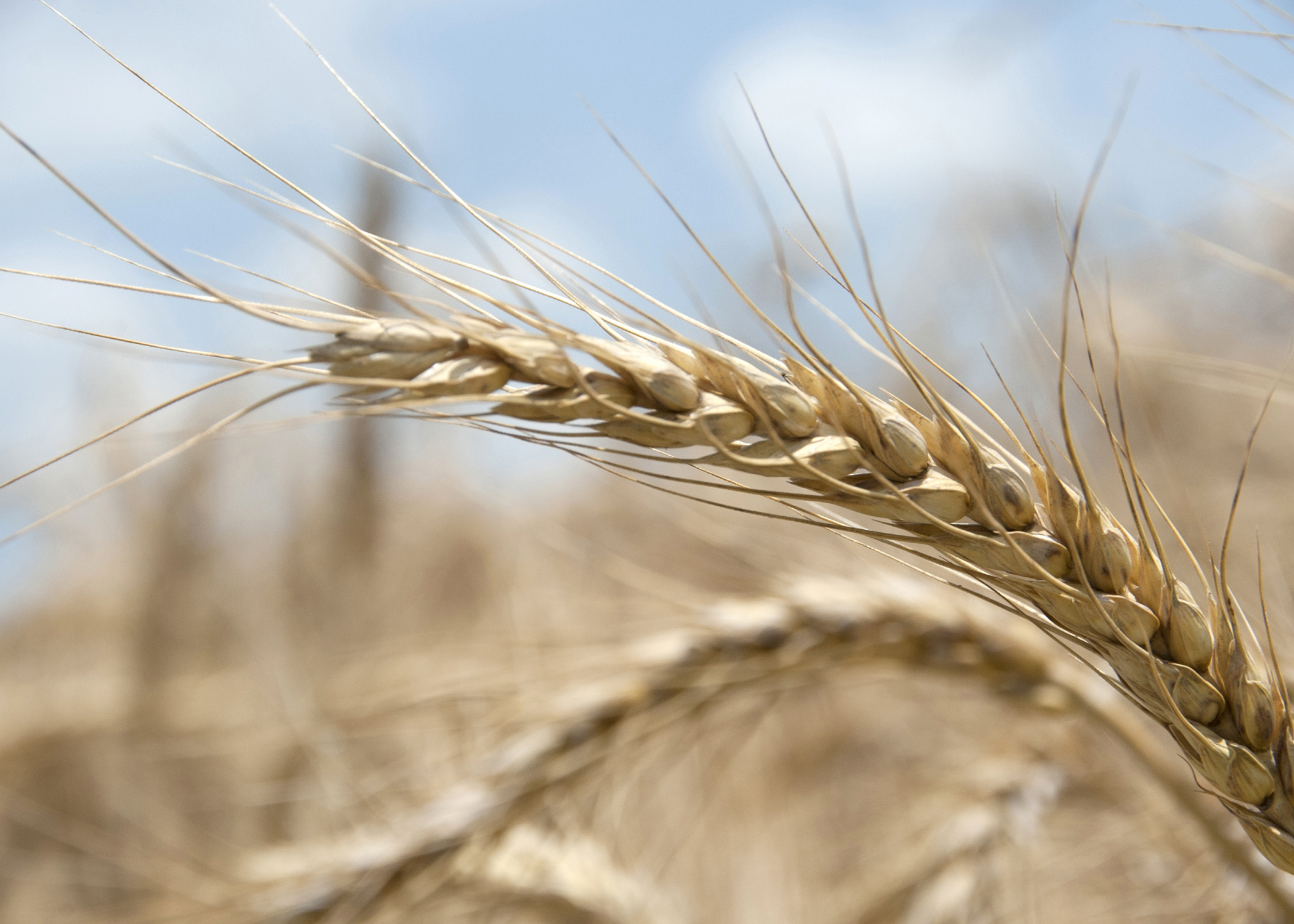 Winter wheat planting is on track across state | Mississippi State ...