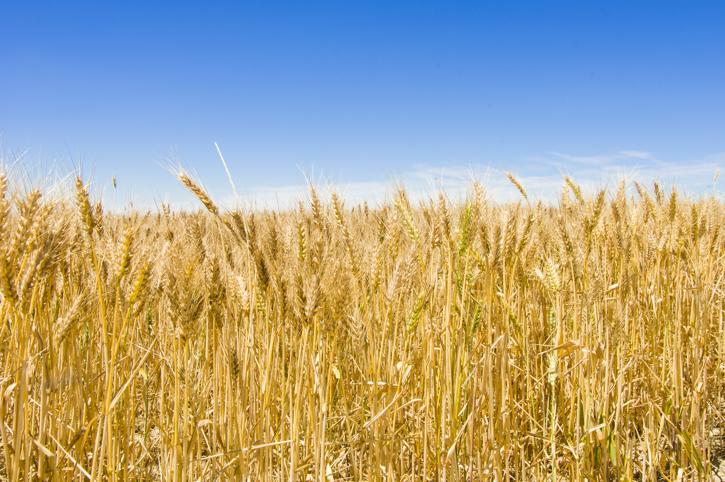 Essentials for a successful wheat crop | Agriculture and Food