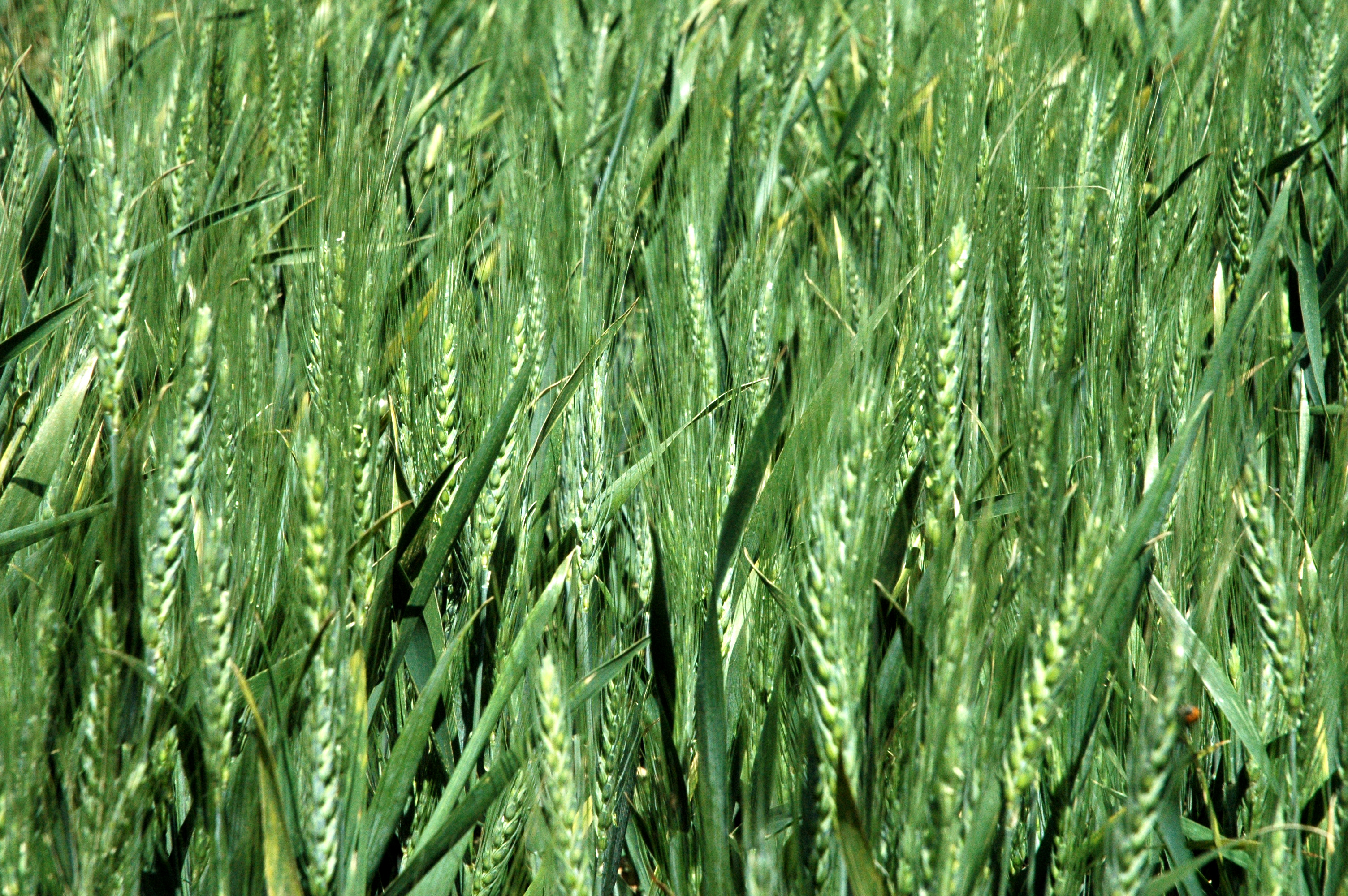 Can wheat become a more 'statewide' crop? | AgriLife Today
