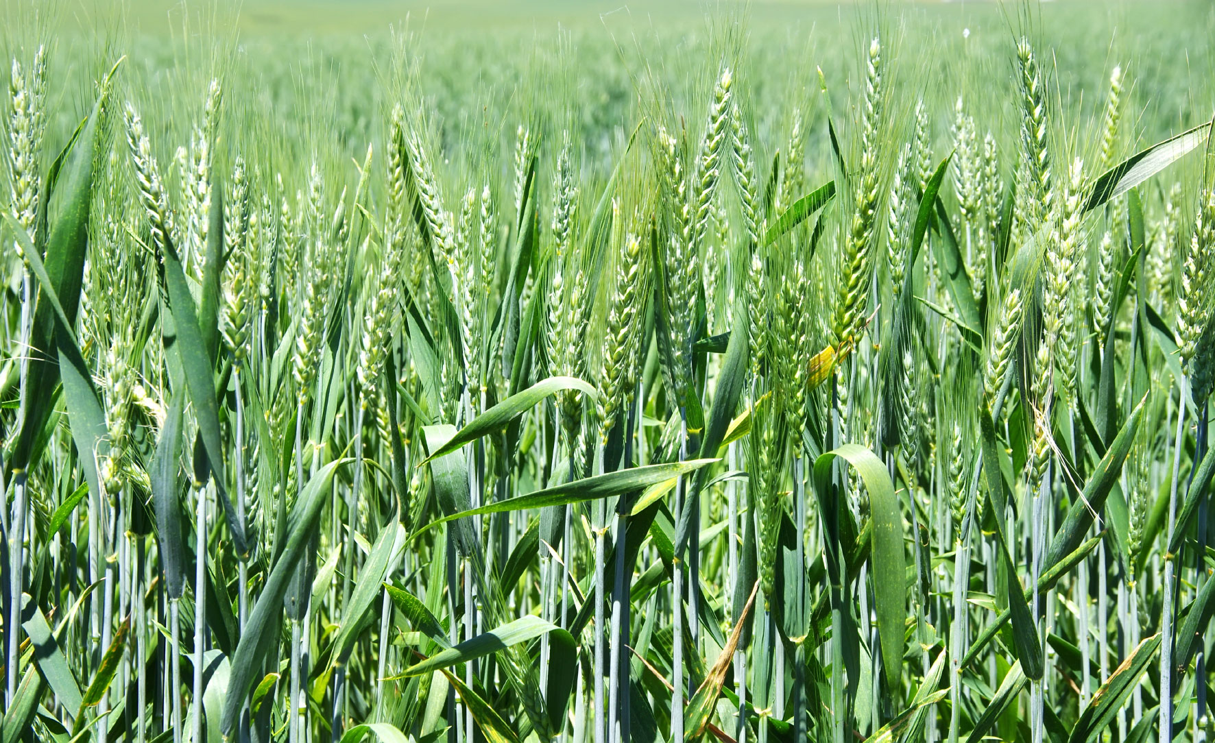 Wheat Planting Season Begins in Iran | Financial Tribune