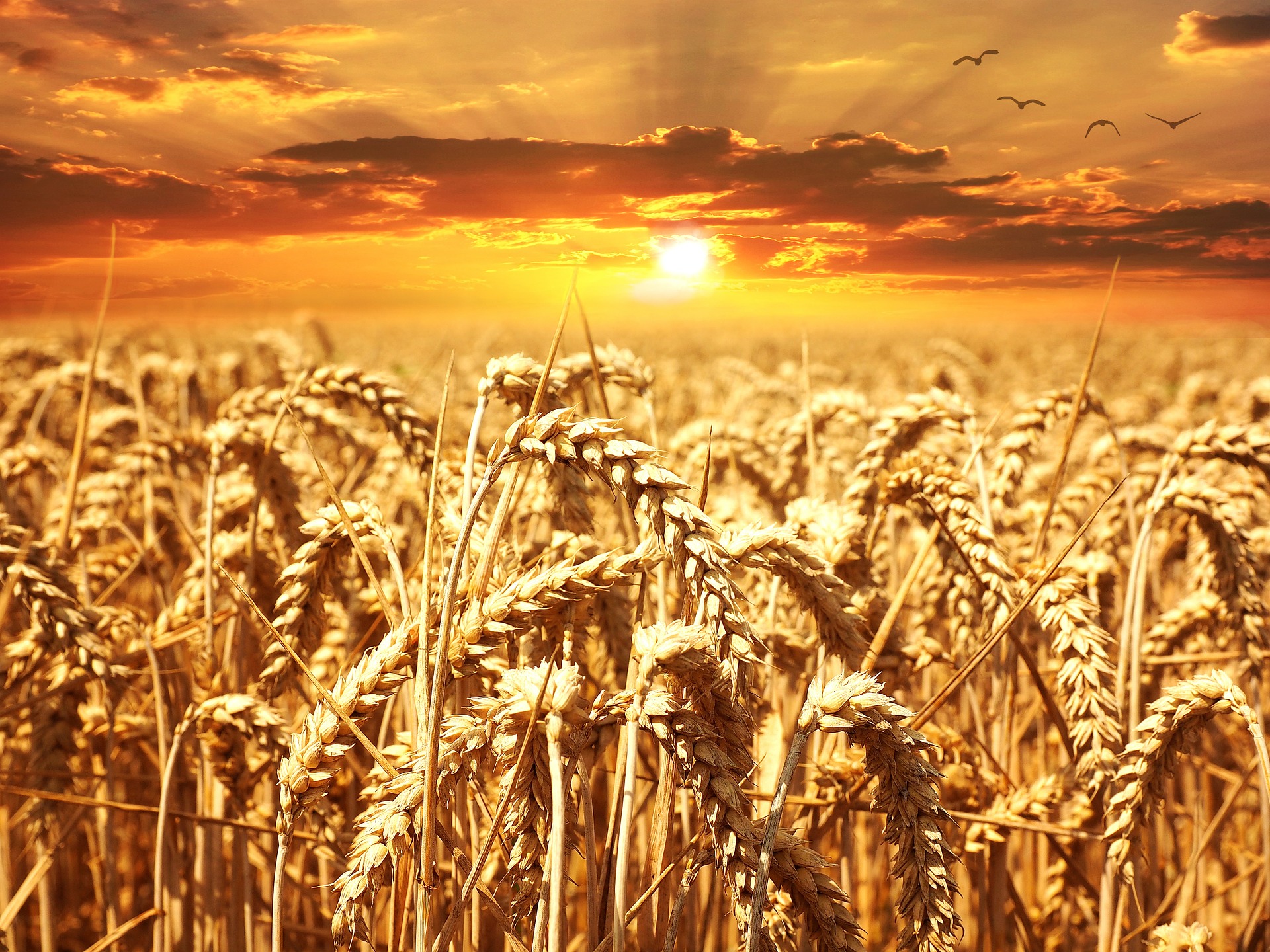 Crop spray boosts wheat yield by 20% without the use of GMOs