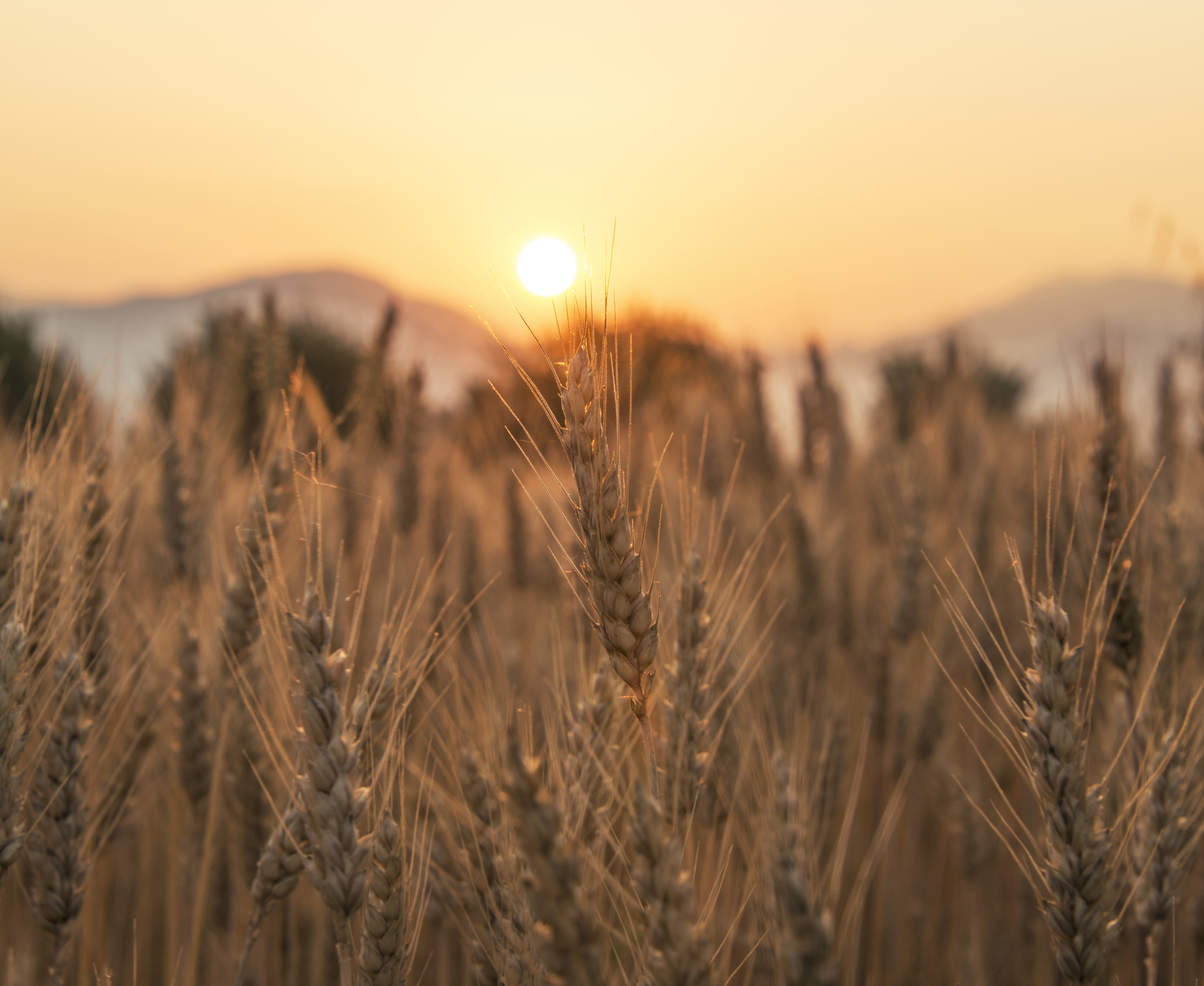 File:Sunset-over-the-wheat-field-featured.jpg - Wikimedia Commons