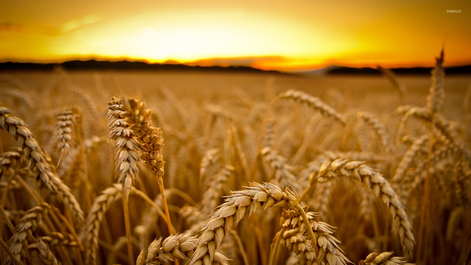 Wheat at sunset wallpaper - Photography wallpapers - #35108
