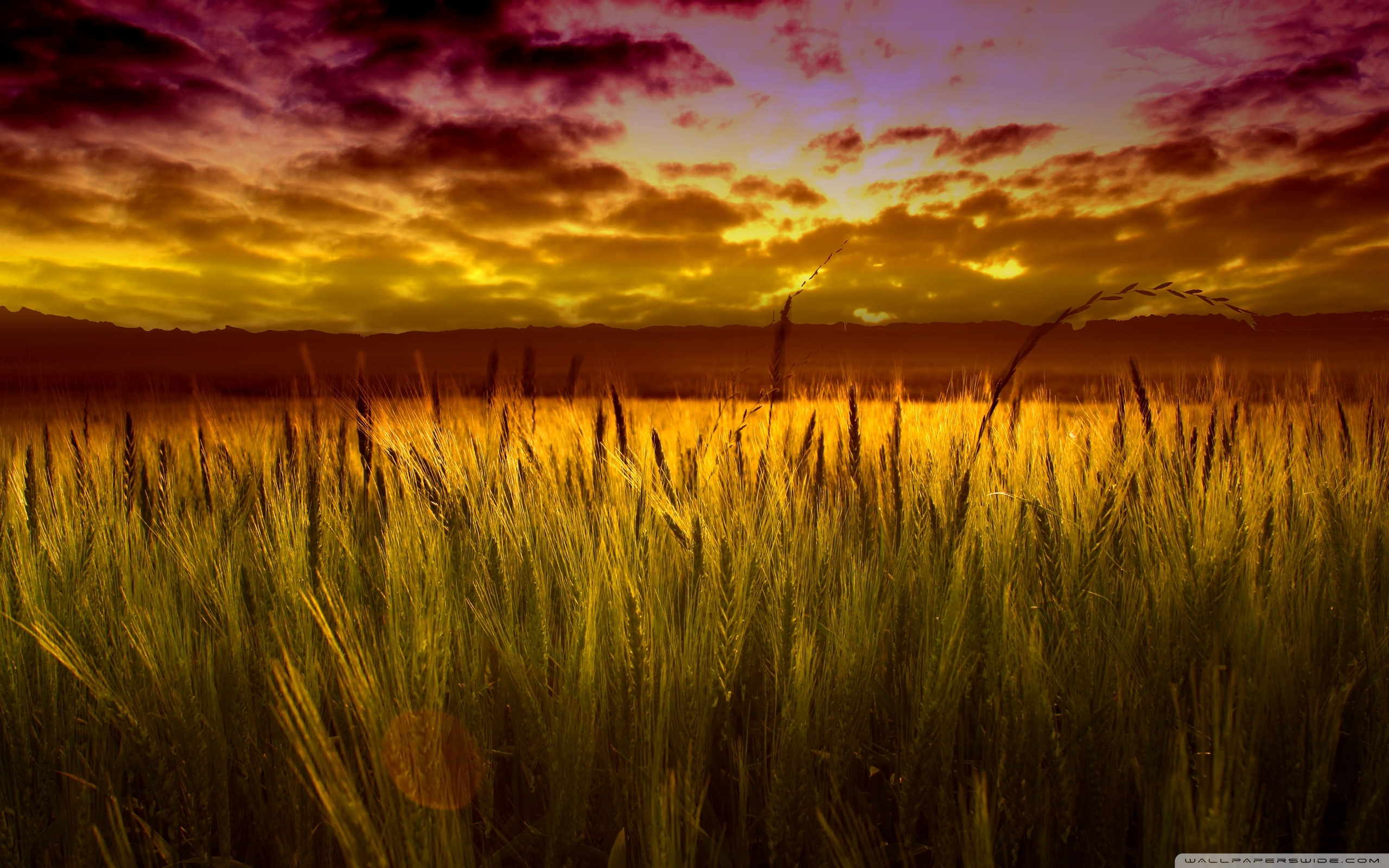 Colorful Sunset Over Wheat Field ❤ 4K HD Desktop Wallpaper for 4K ...