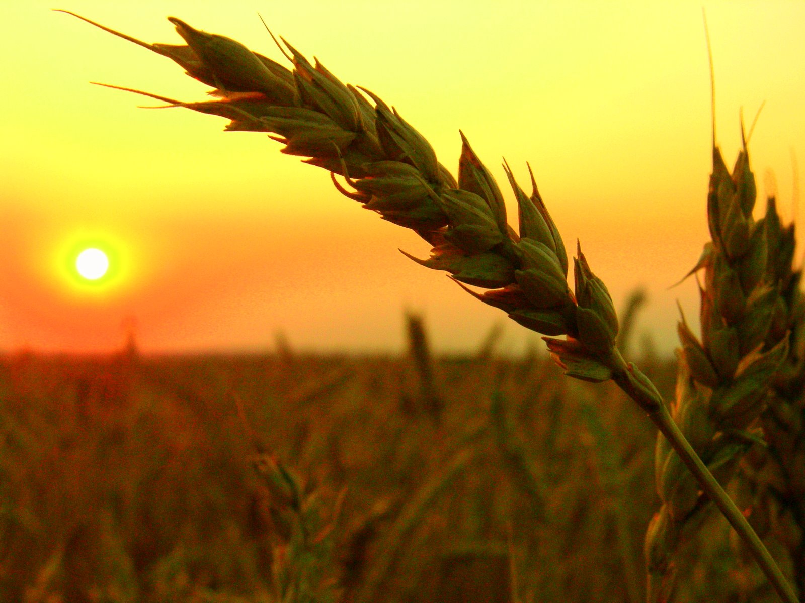 wheat field harvest sunset | Catholic Lane