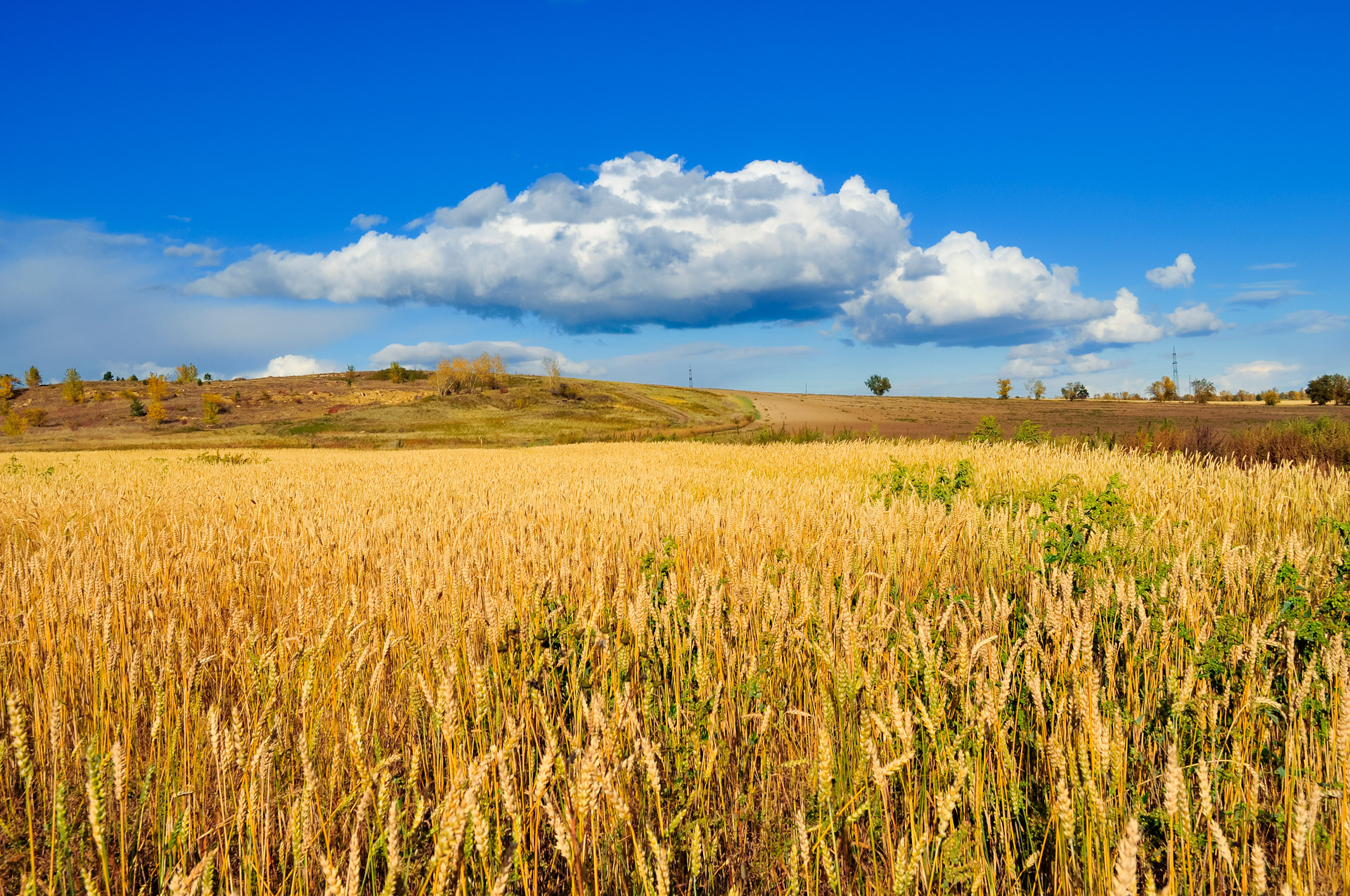 Golden Wheat Field Free Stock Photo - Public Domain Pictures