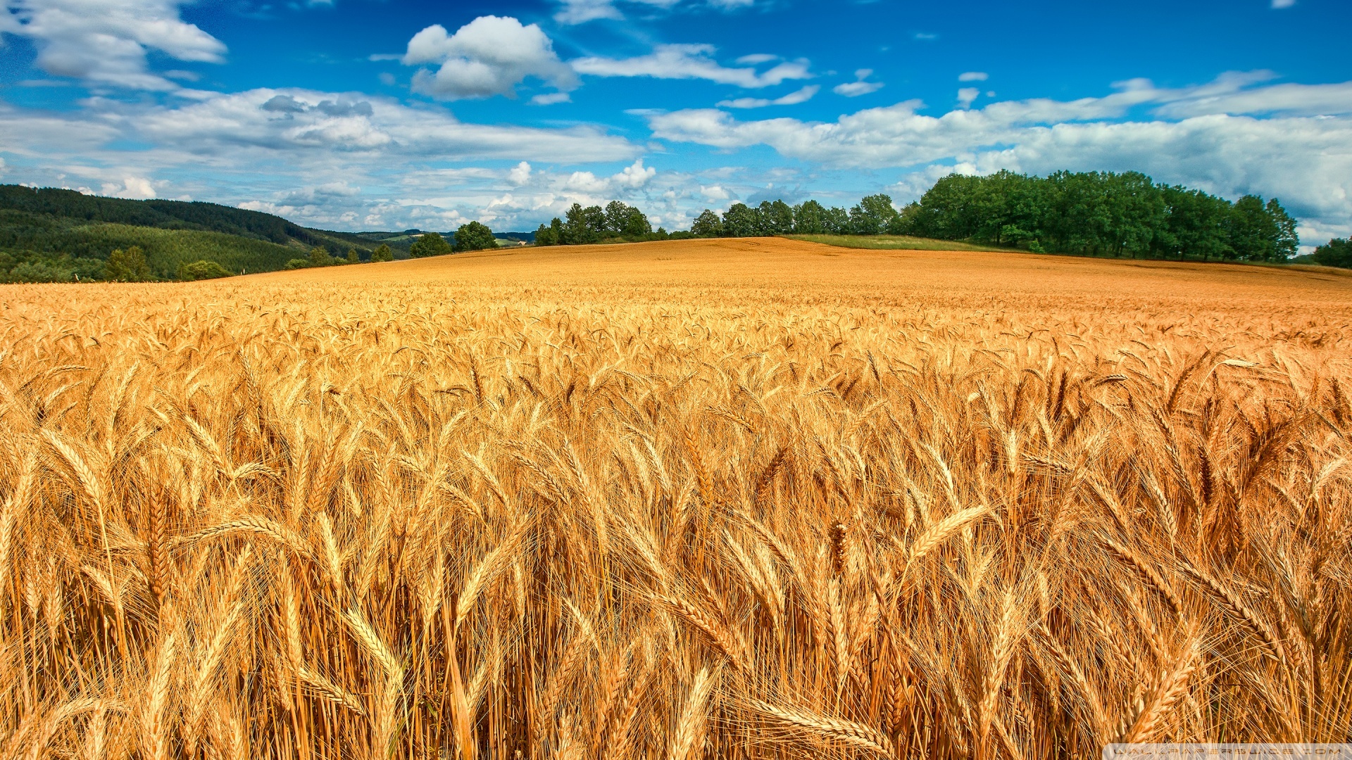 Golden Wheat Field ❤ 4K HD Desktop Wallpaper for 4K Ultra HD TV ...