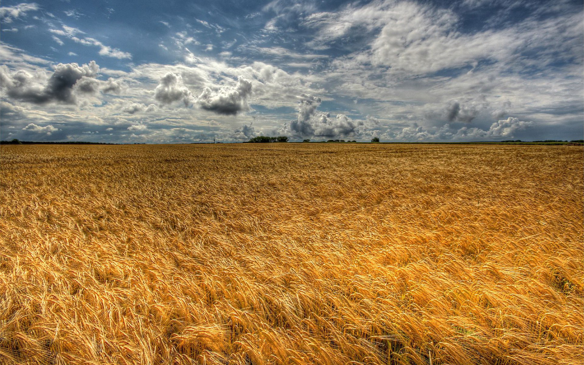 Eternal golden wheat field / 1920 x 1200 / Nature / Photography ...