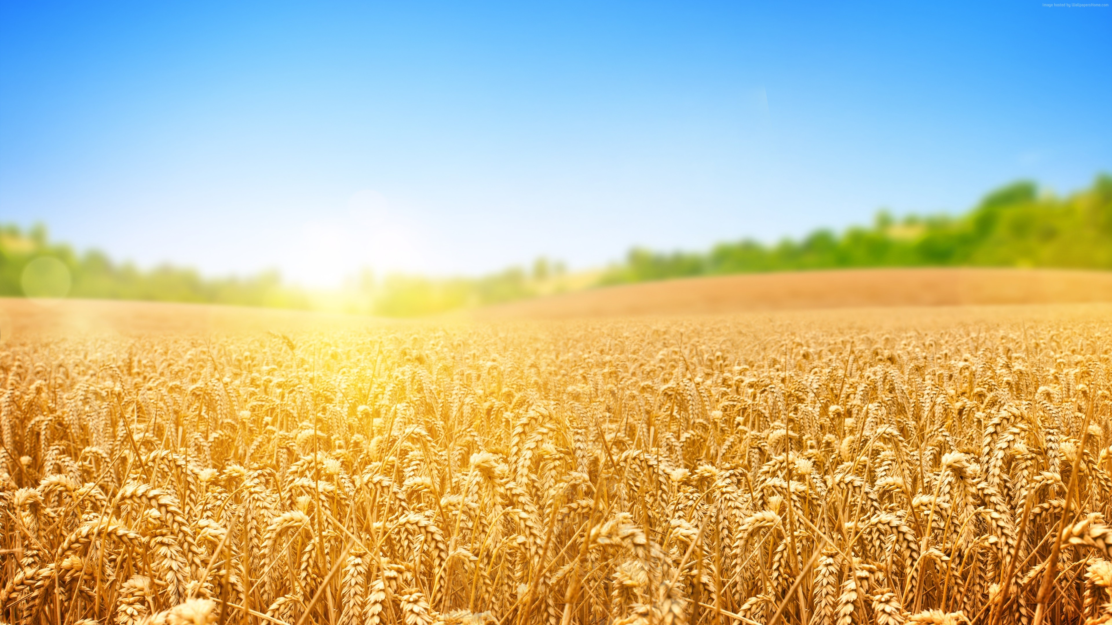 Wallpaper wheat, field, nature, sky, 4k, Nature #15454