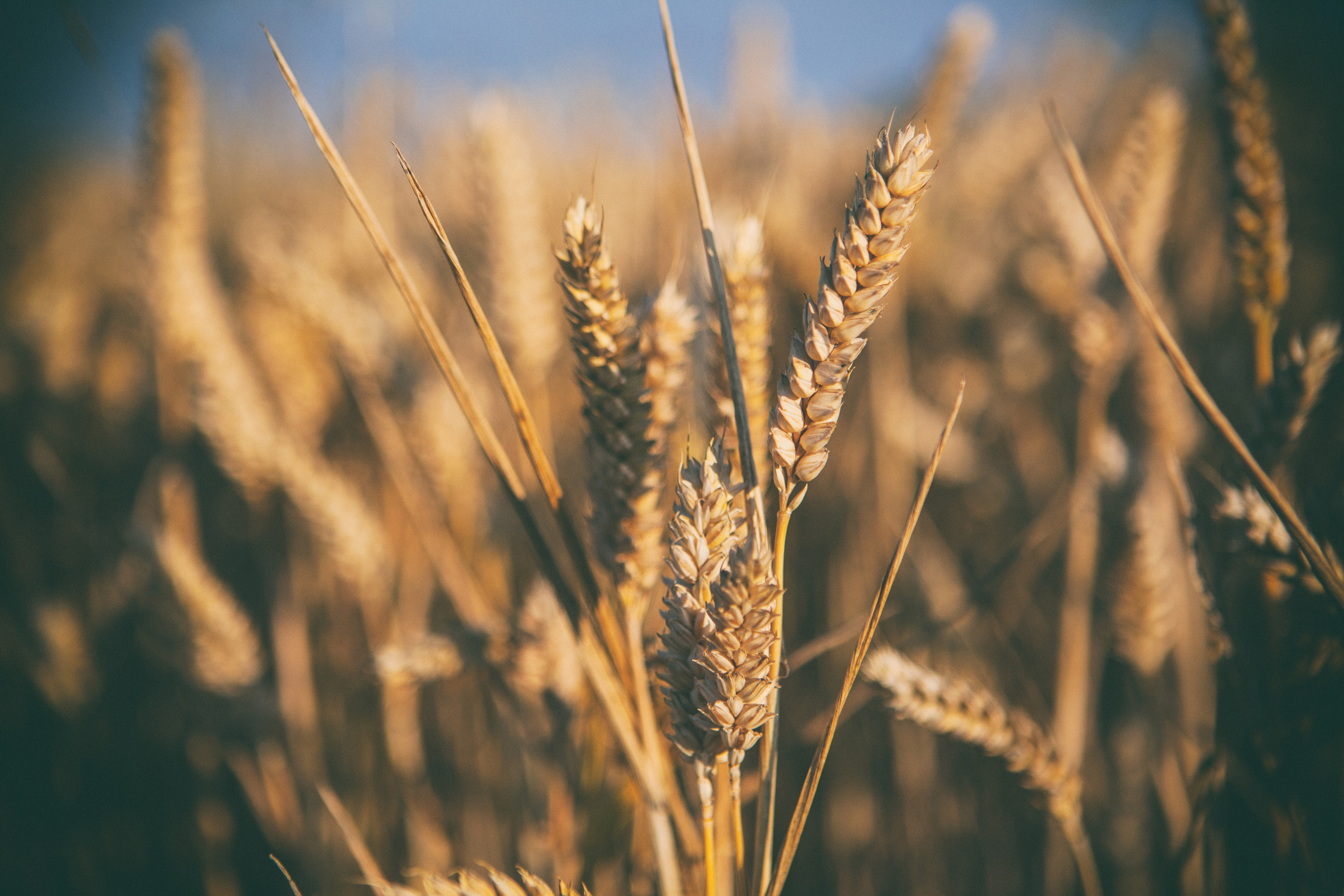 Wheat Field Free Photo - ISO Republic