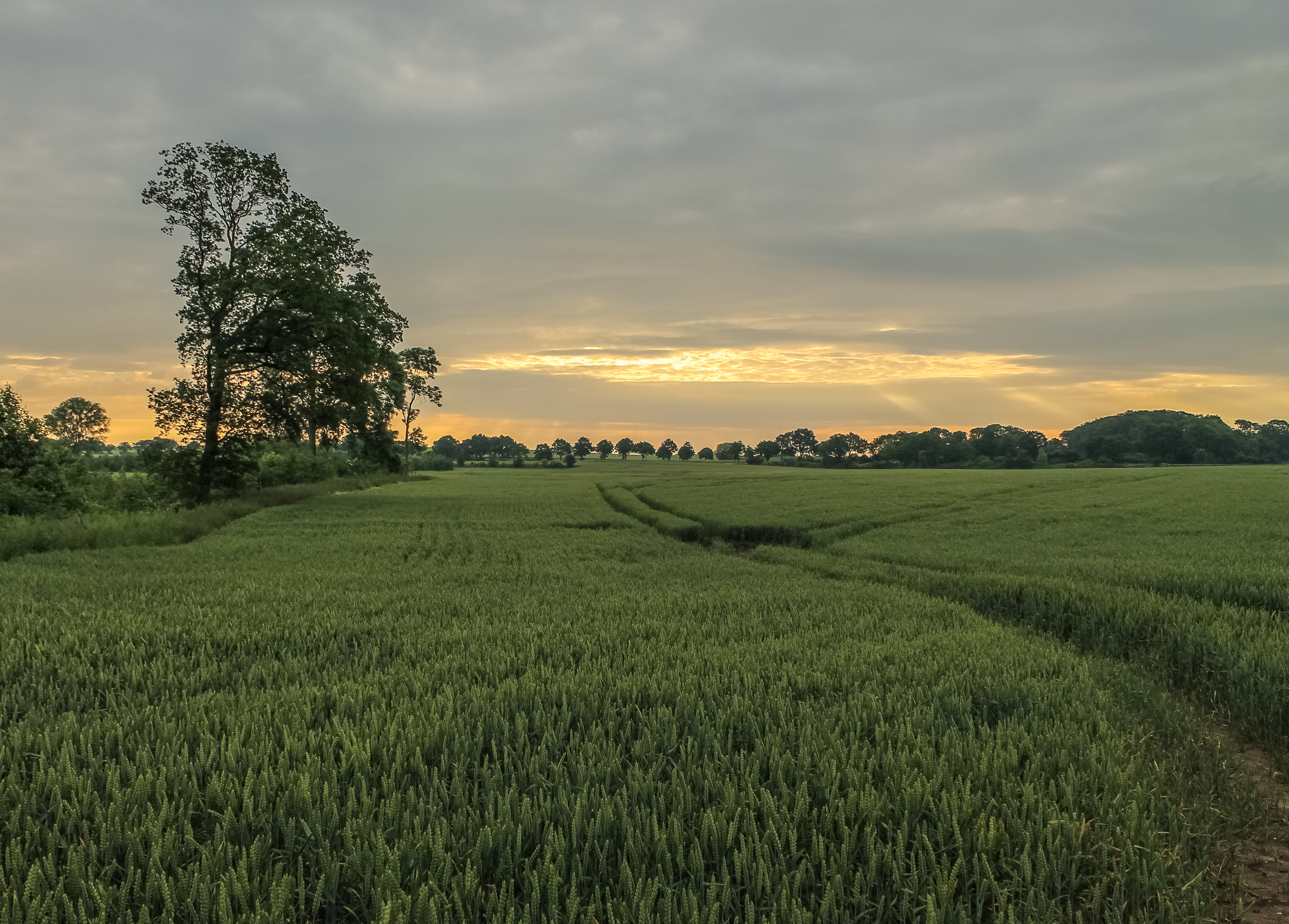 Wheat field in the early morning, Agricultural, Plant, Industry, Landscape, HQ Photo