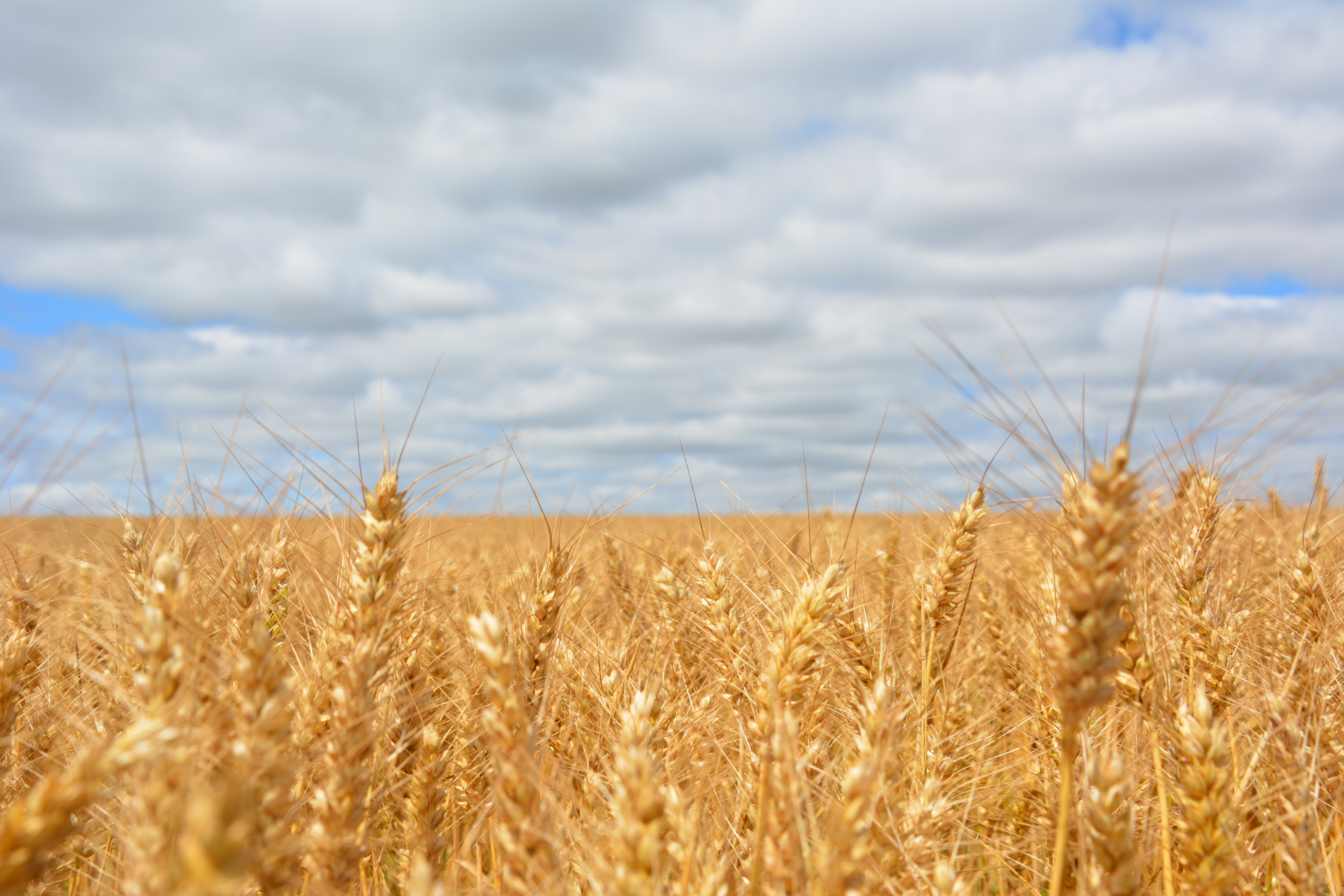 Wheat field under blue cloudy sky photo