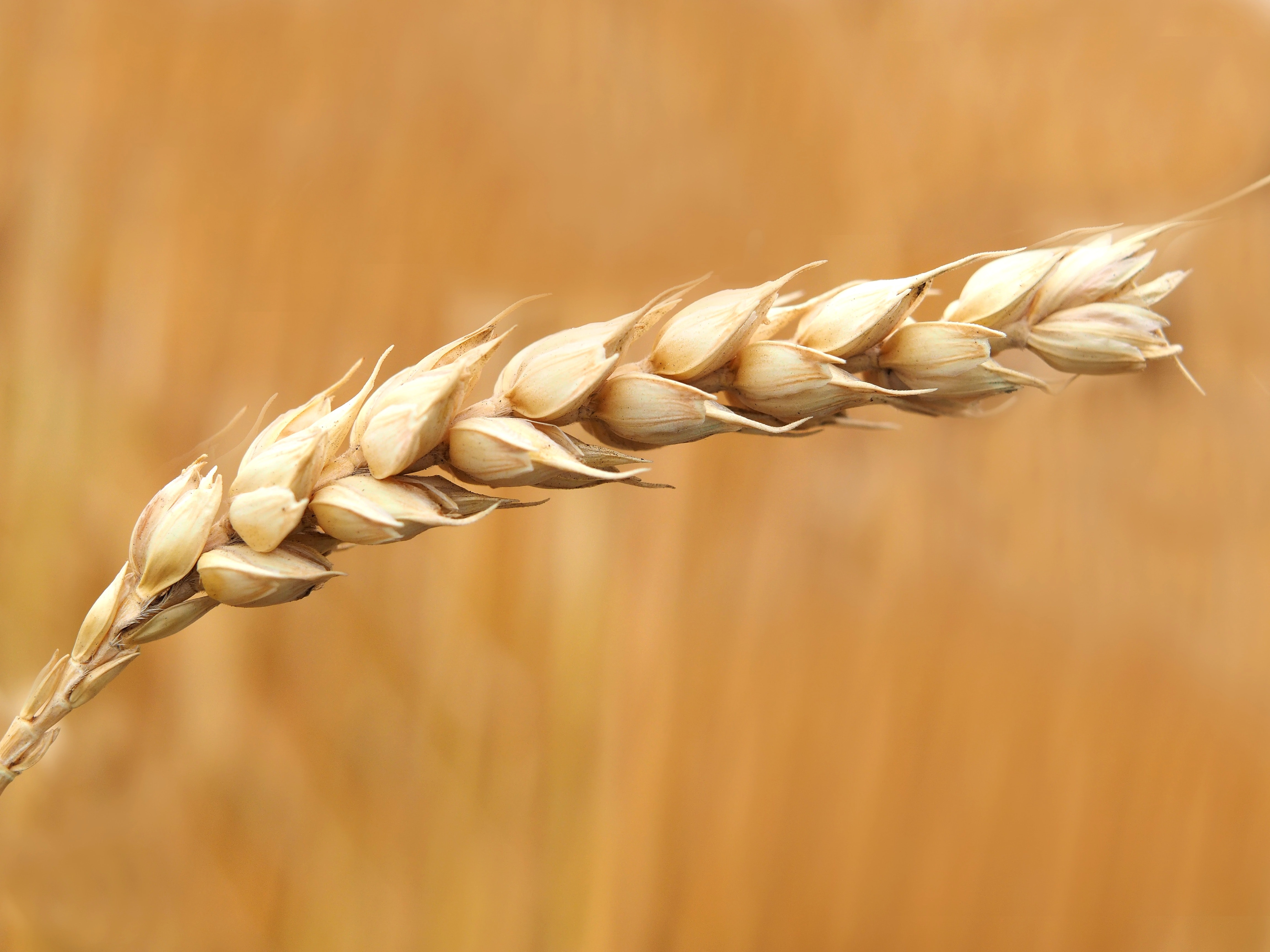 Close-up of Wheat