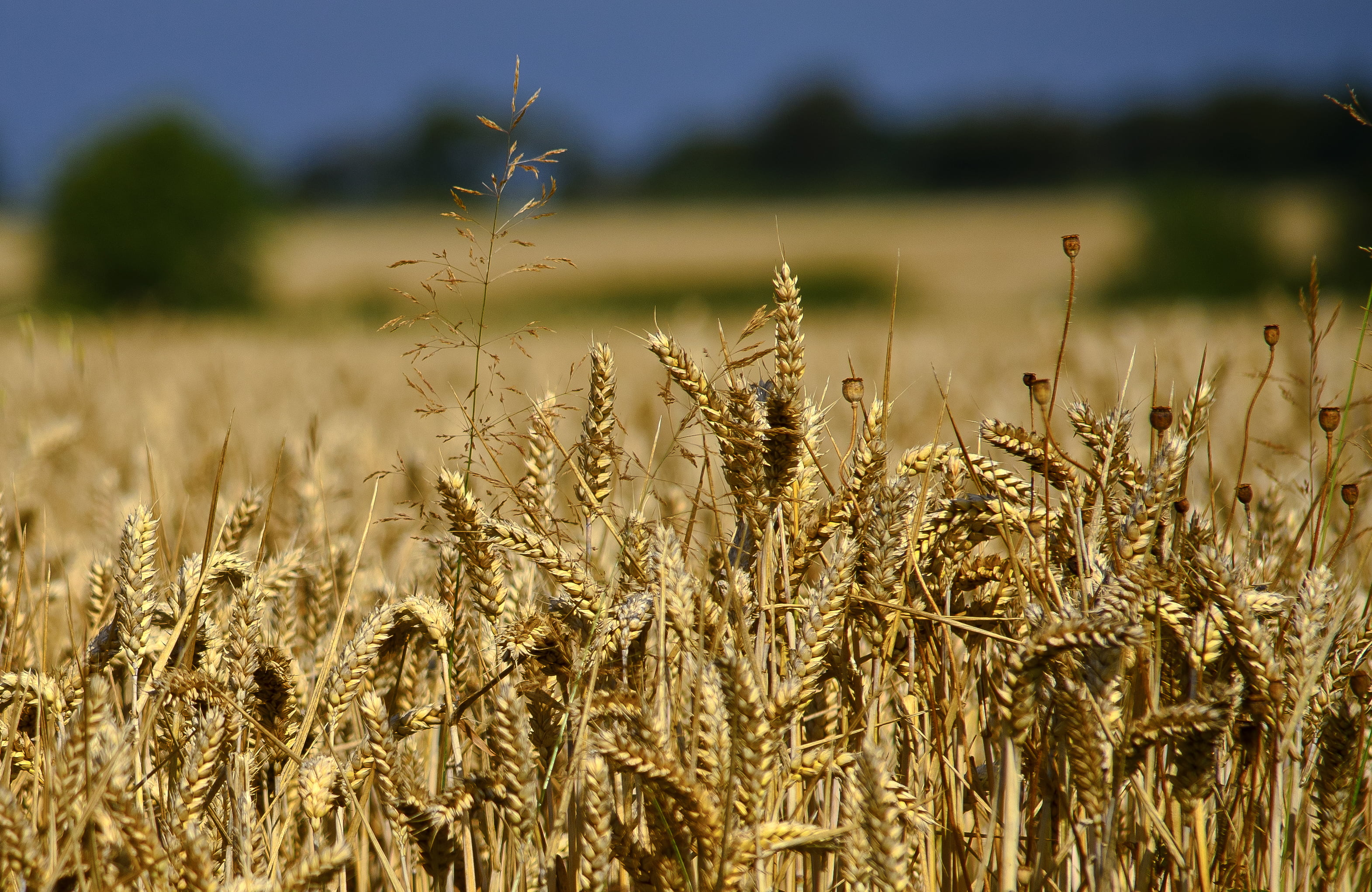 Plants during daytime, wheat HD wallpaper | Wallpaper Flare