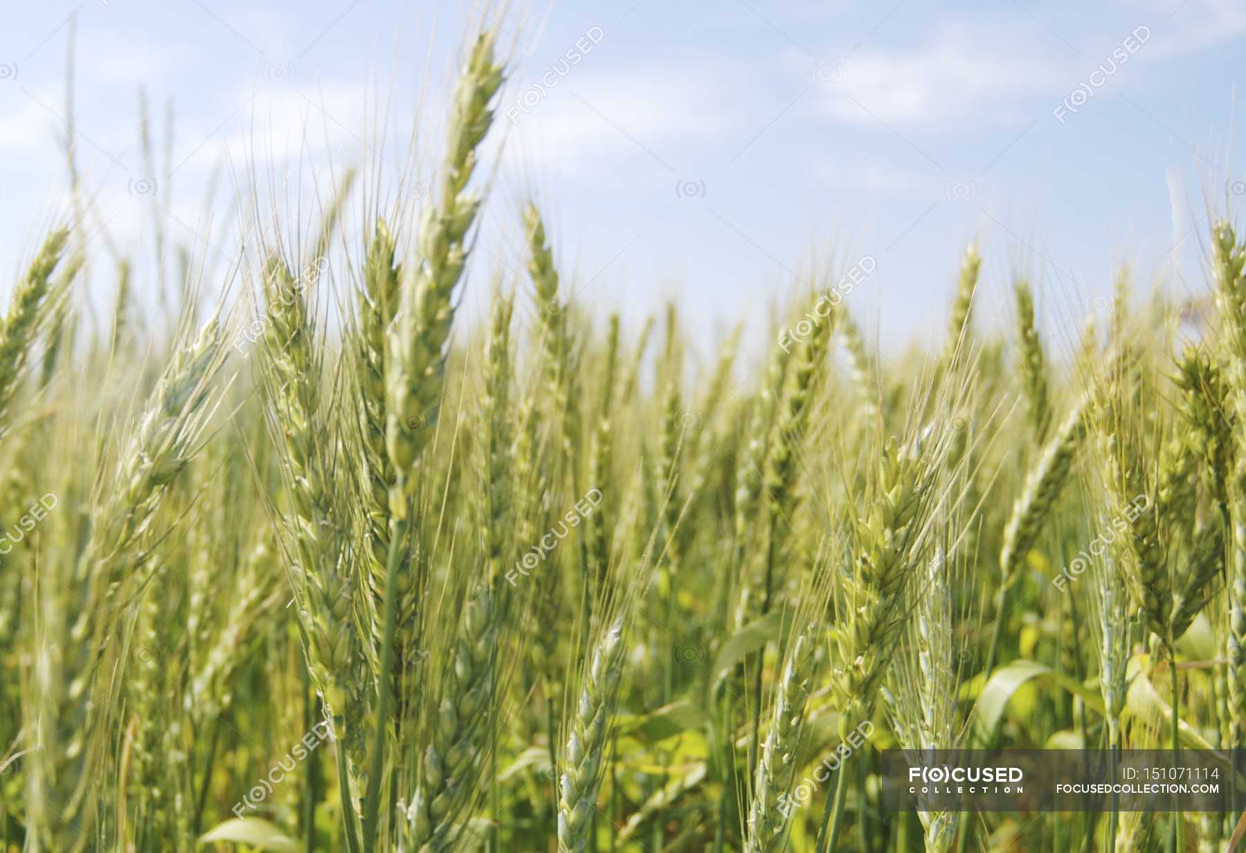 Daytime view of wheat ears in the field — Stock Photo | #151071114