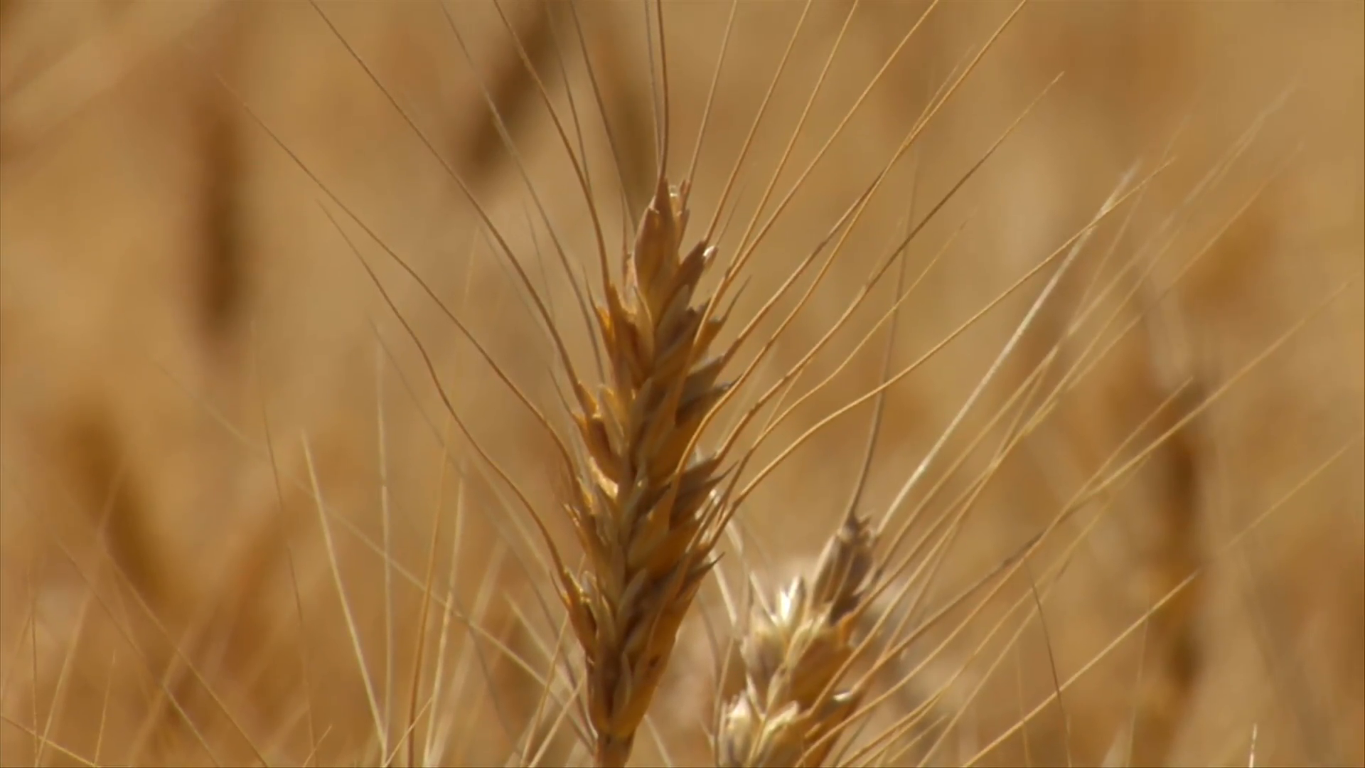 Close-up On Wheat Stalk With The Rack Focus Stock Video Footage ...