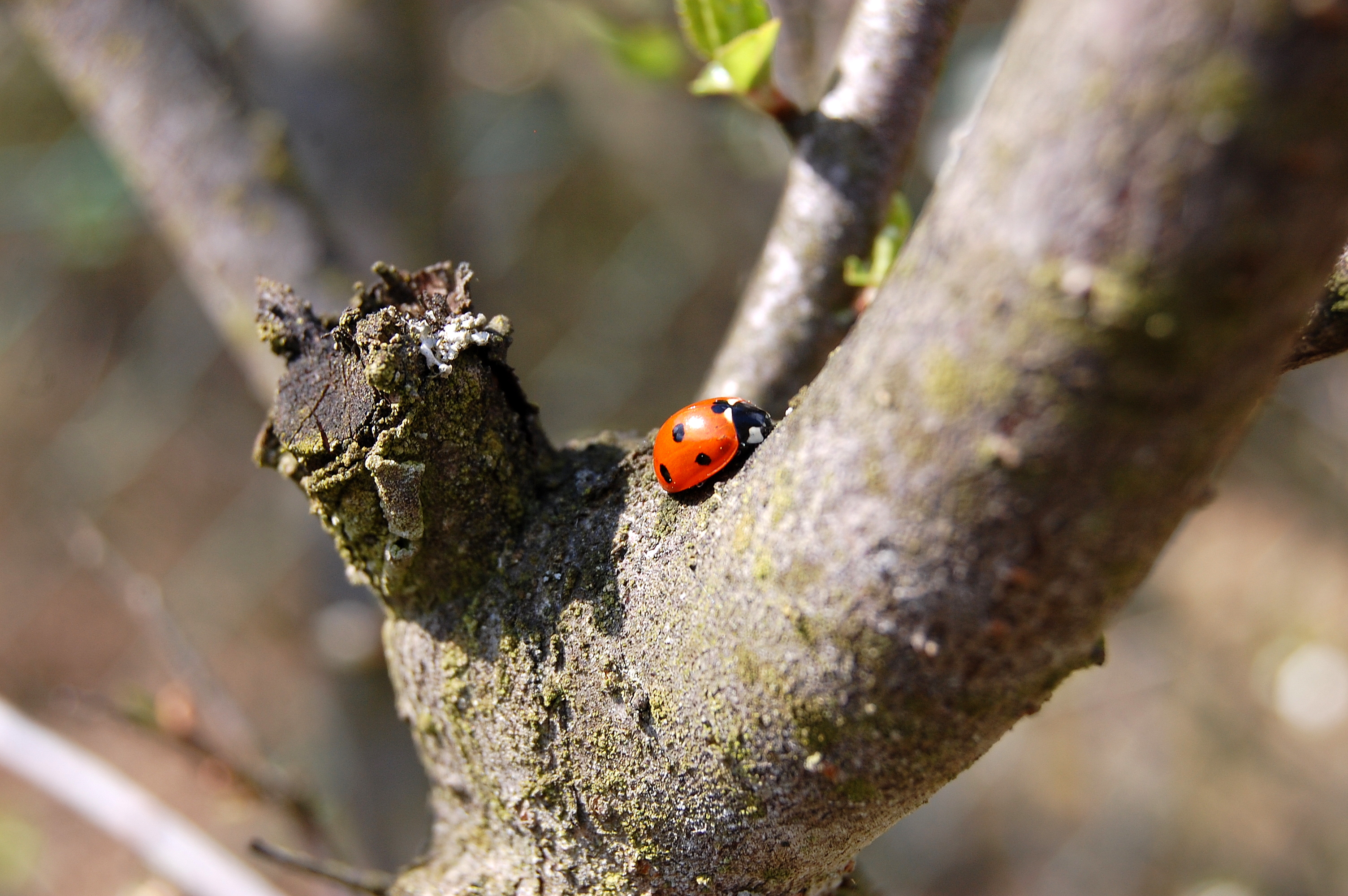 Where are u going Lady Bug?, Insect, Ladybug, Nature, Tree, HQ Photo