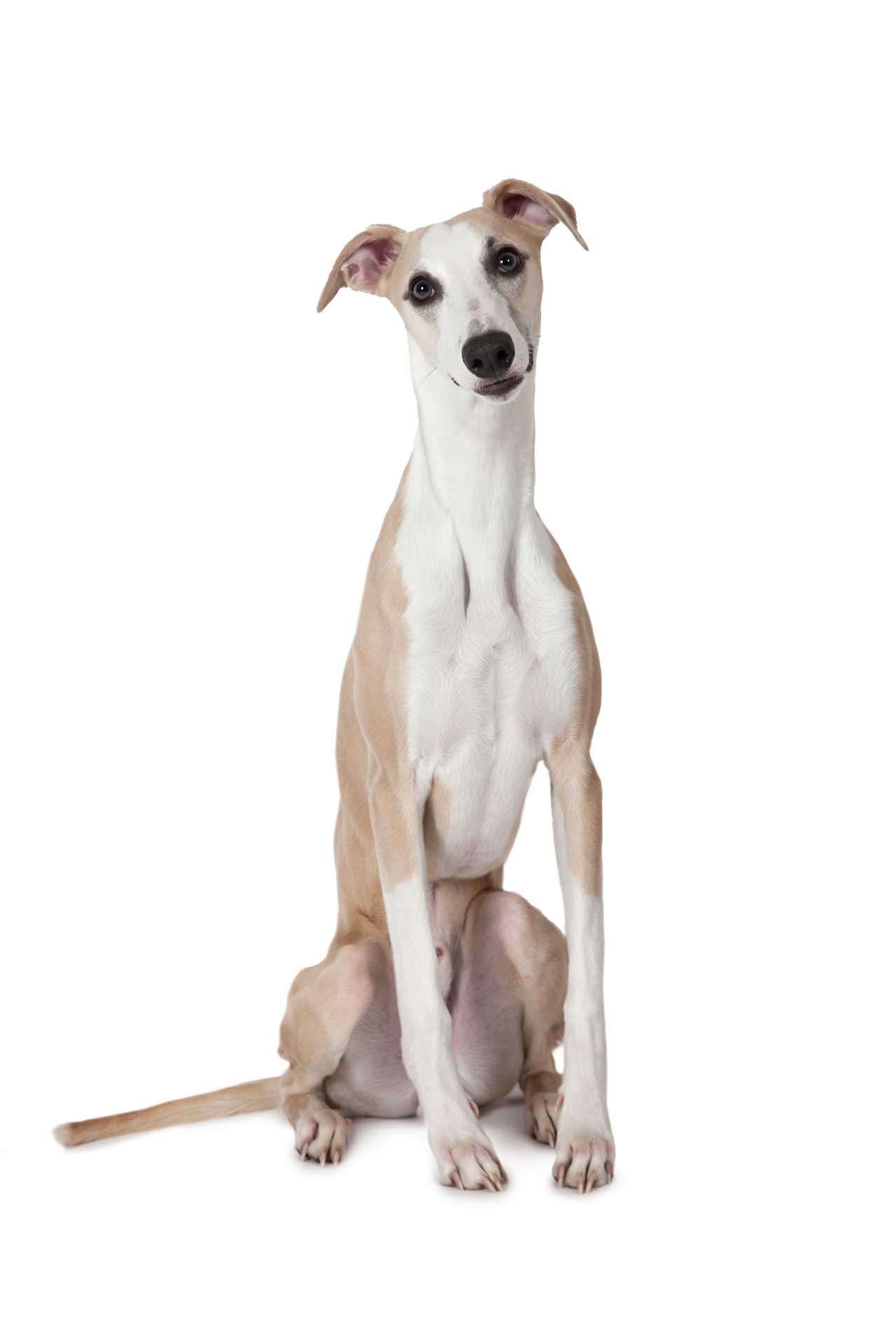 Whippet Dog Breed » Everything About Whippet