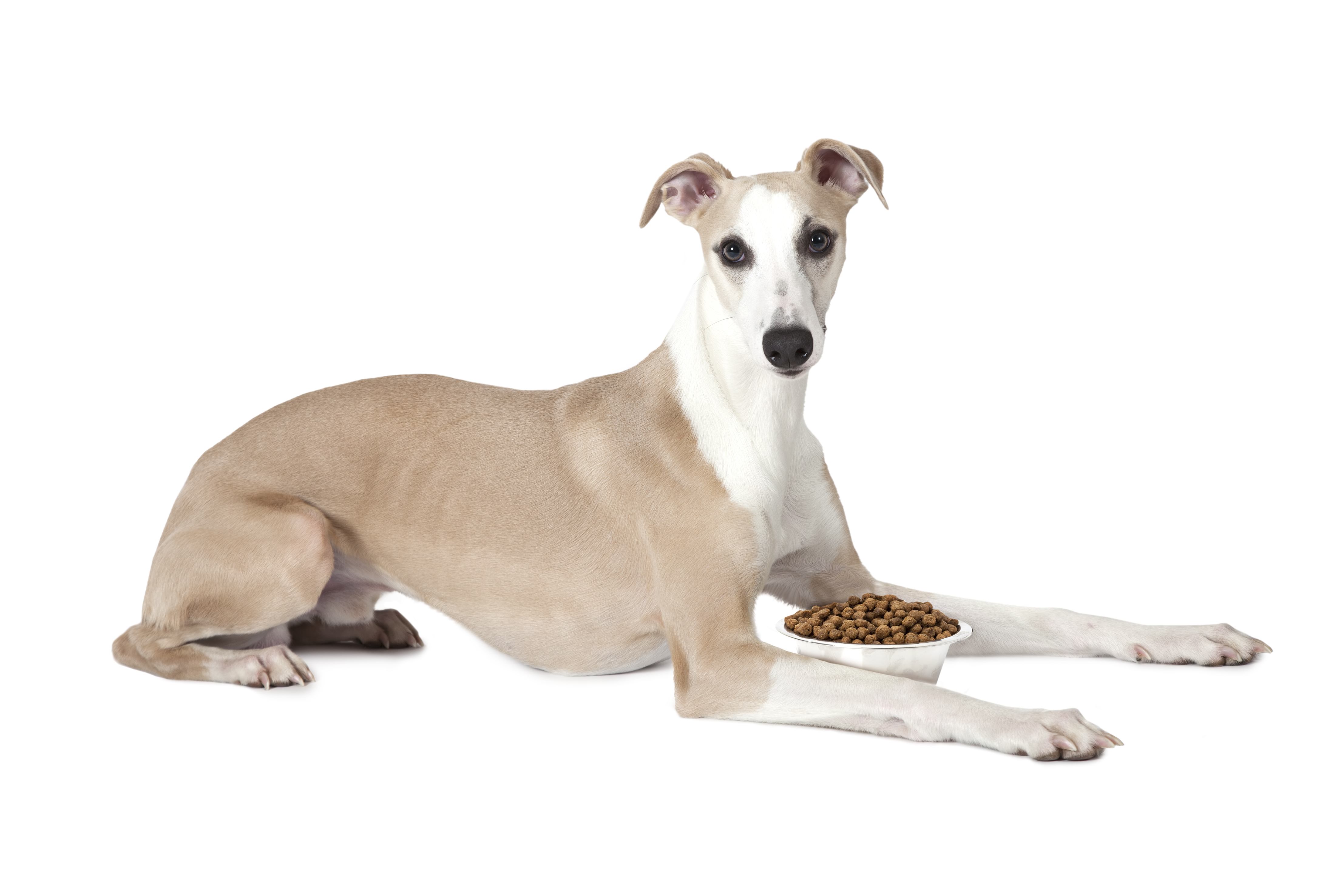4 Best Dog Food for Whippets - Simply For Dogs