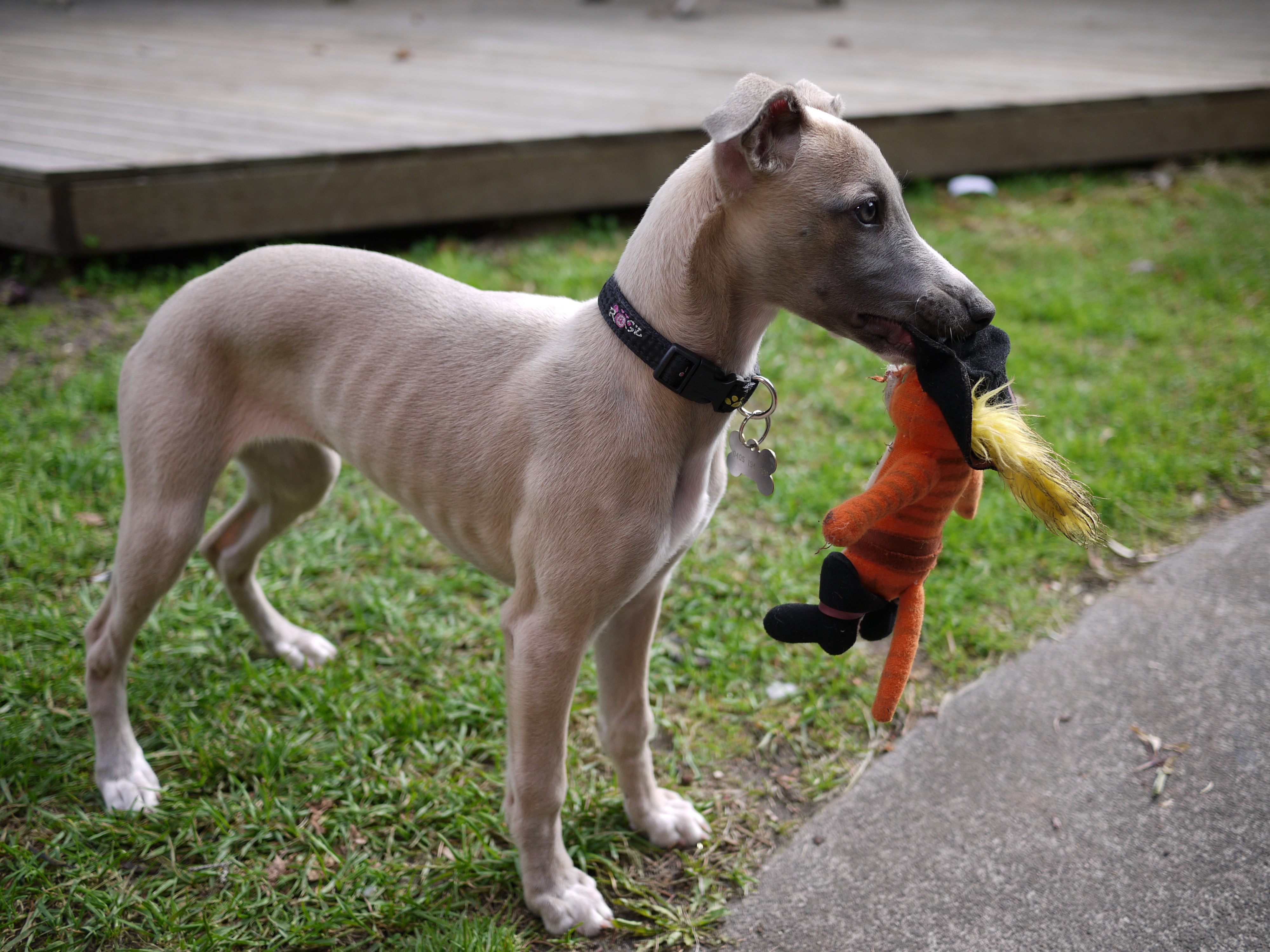 whippet puppy | Life is a Minestrone