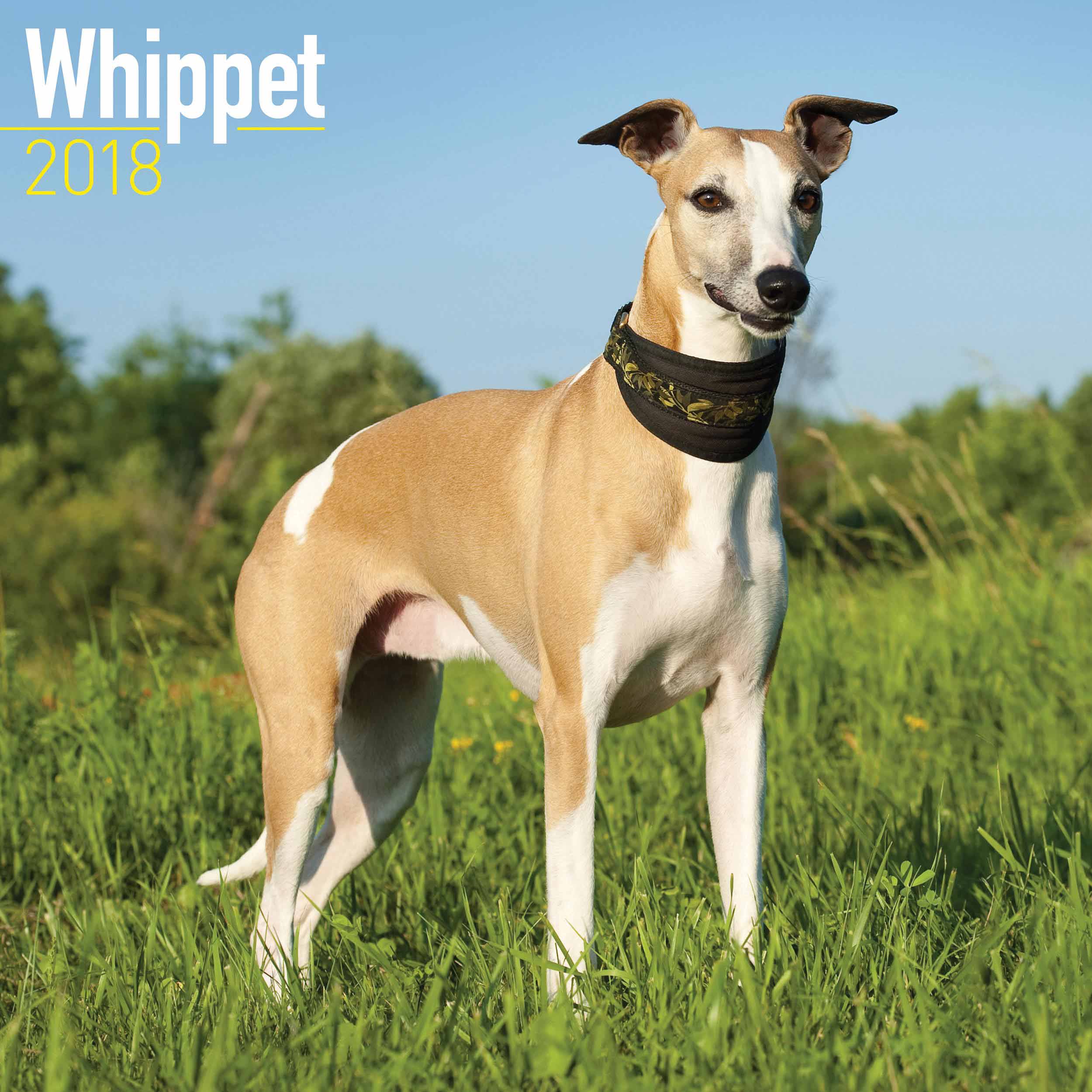 Whippet Calendar 2018 - Calendar Club UK