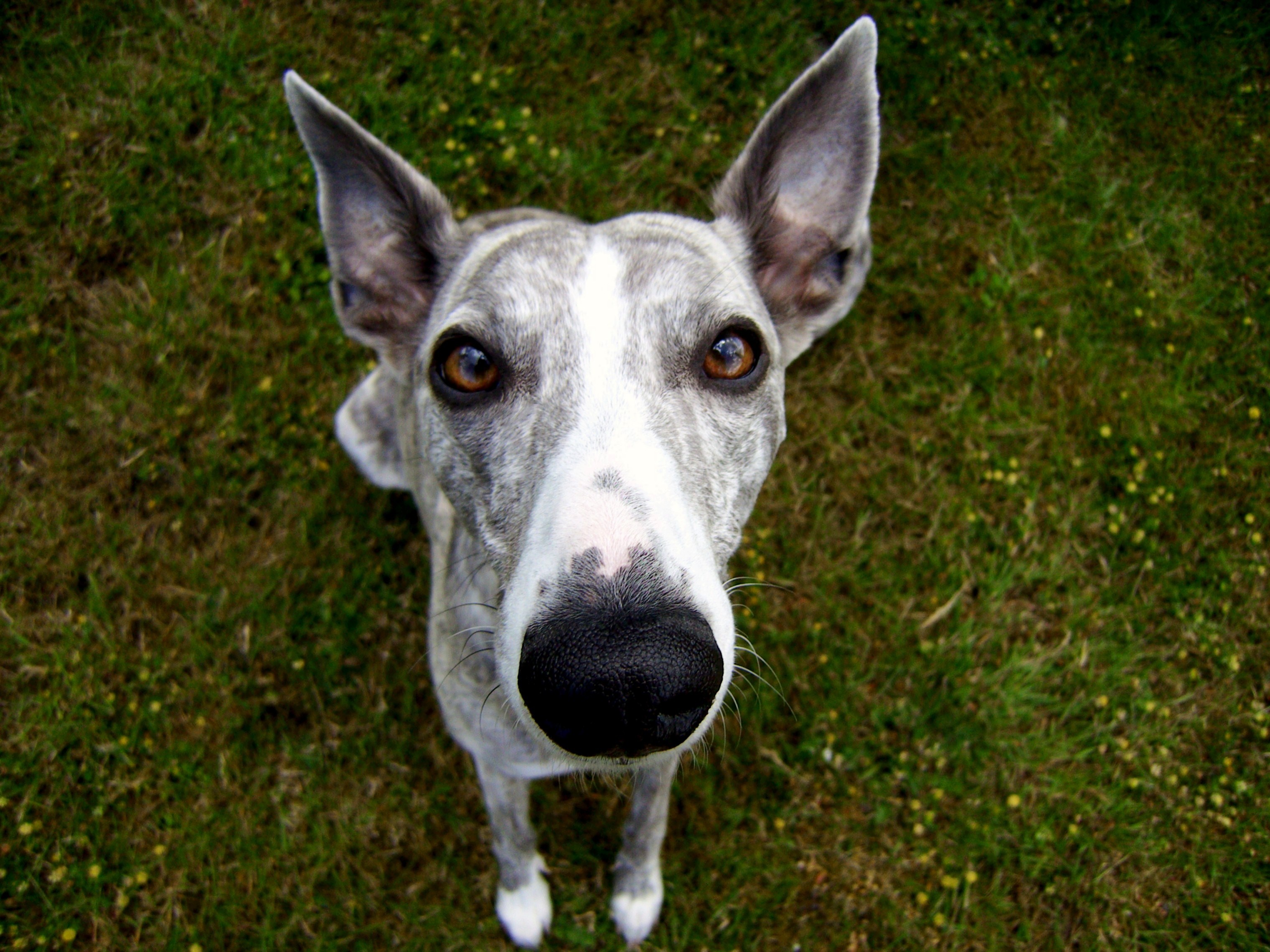 Whippet dog looking at you photo and wallpaper. Beautiful Whippet ...