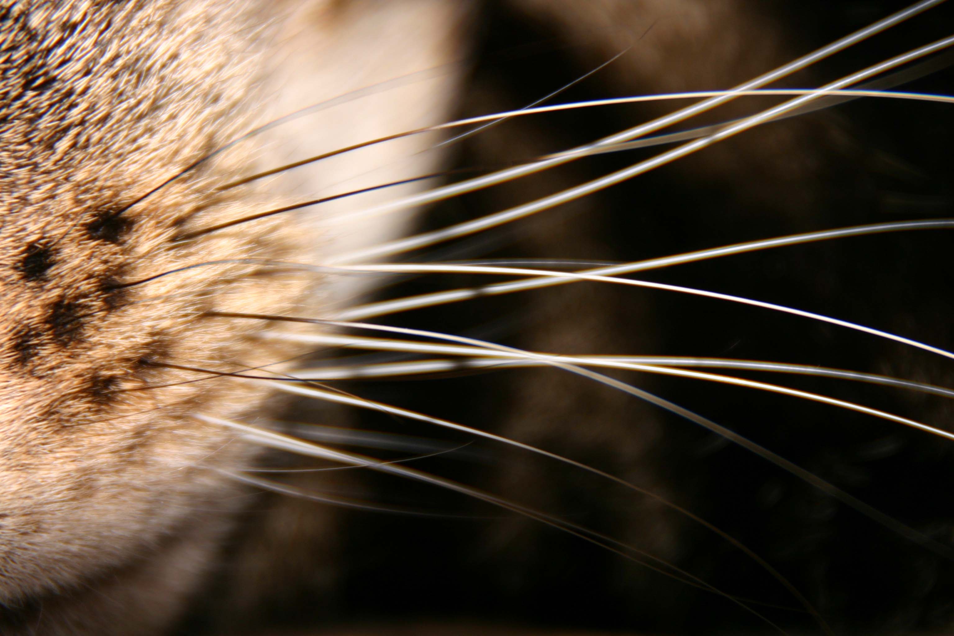 File:Whiskers.jpg - Wikimedia Commons