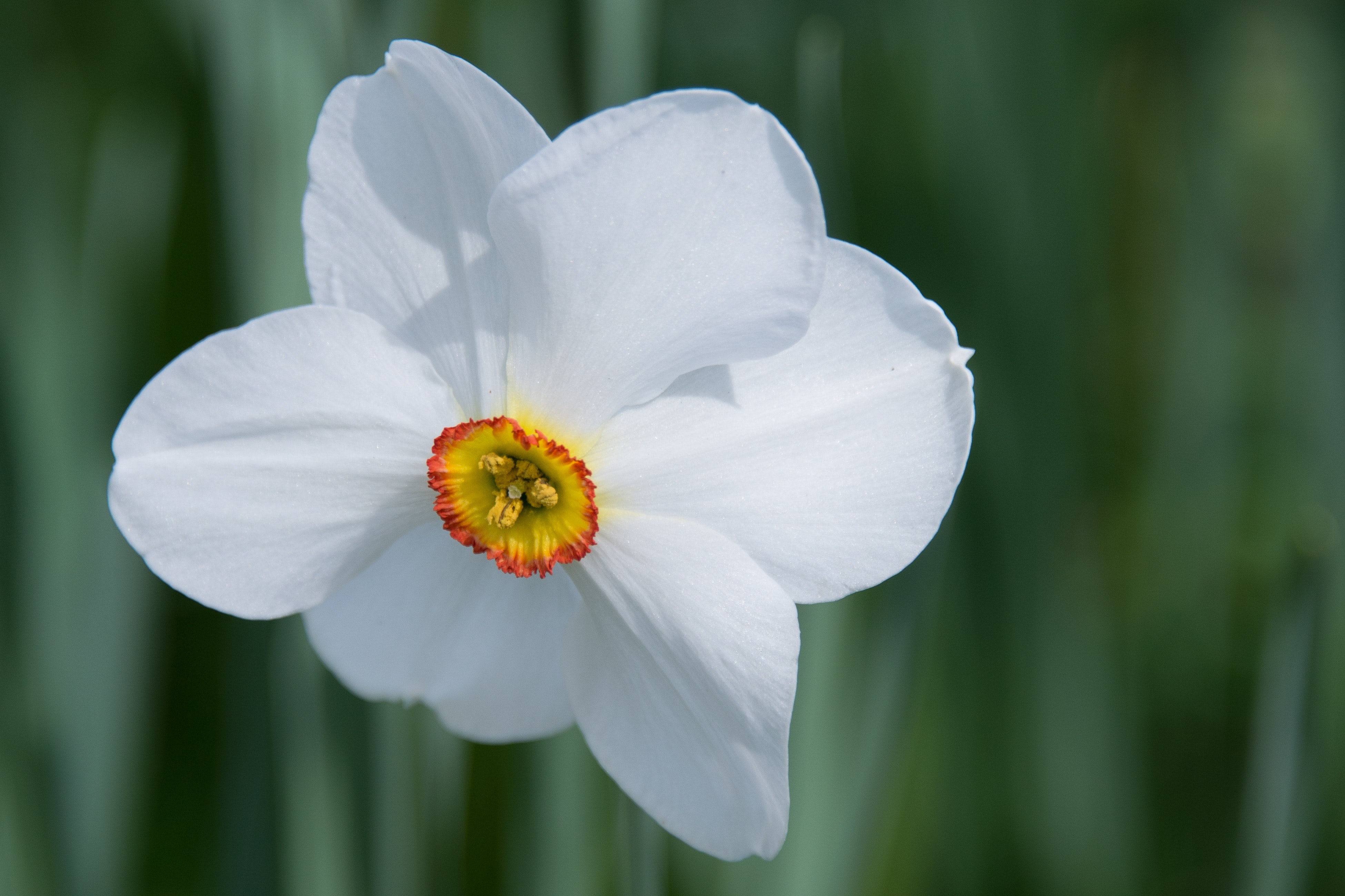 White 6 Petaled Flower, Bloom, Blossom, Close-up, Daffodil, HQ Photo