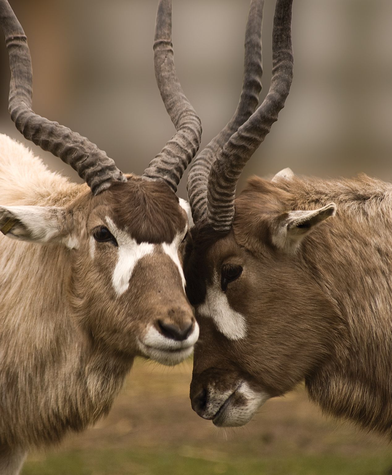You can see addax here at WMSP, but can you see them in the wild? We ...
