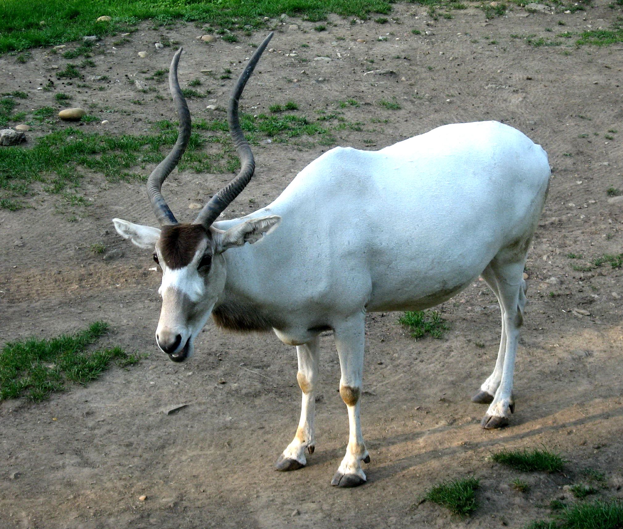 The addax (Addax nasomaculatus), also known as the white antelope ...