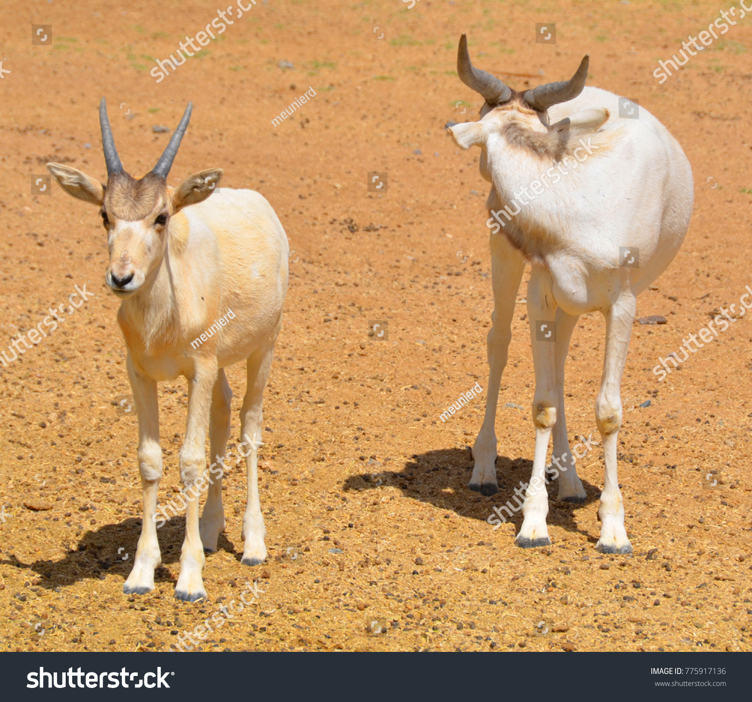 Young Addax Addax Nasomaculatus Known White Stock Photo 775917136 ...