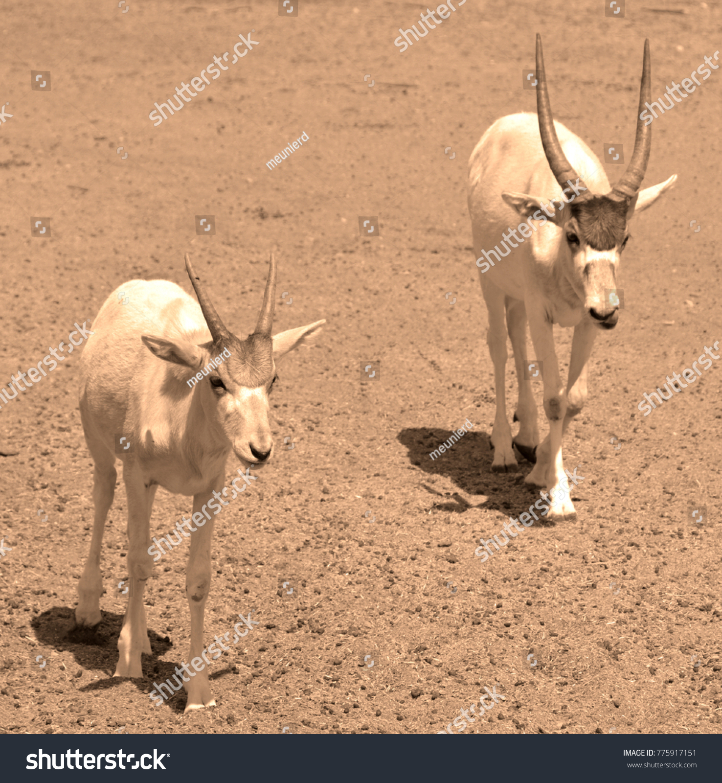 Young Addax Addax Nasomaculatus Known White Stock Photo (Royalty ...