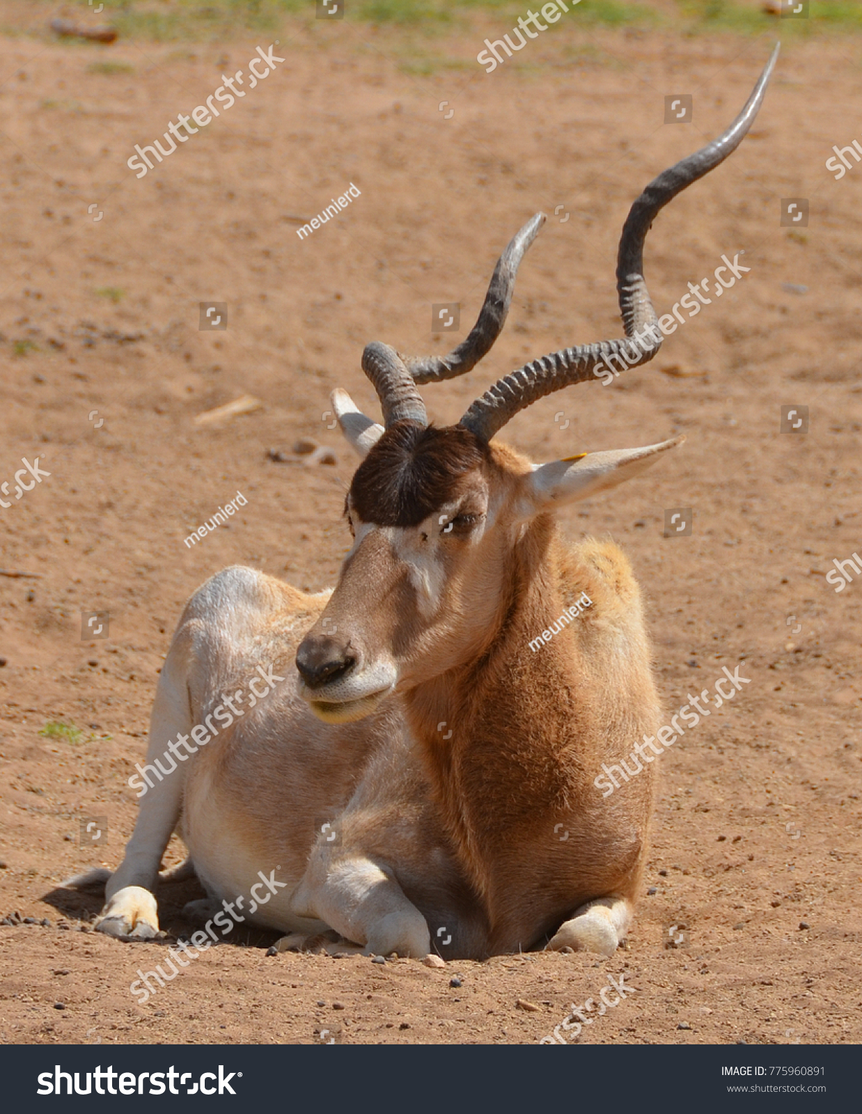 Addax Addax Nasomaculatus Known White Antelope Stock Photo 775960891 ...