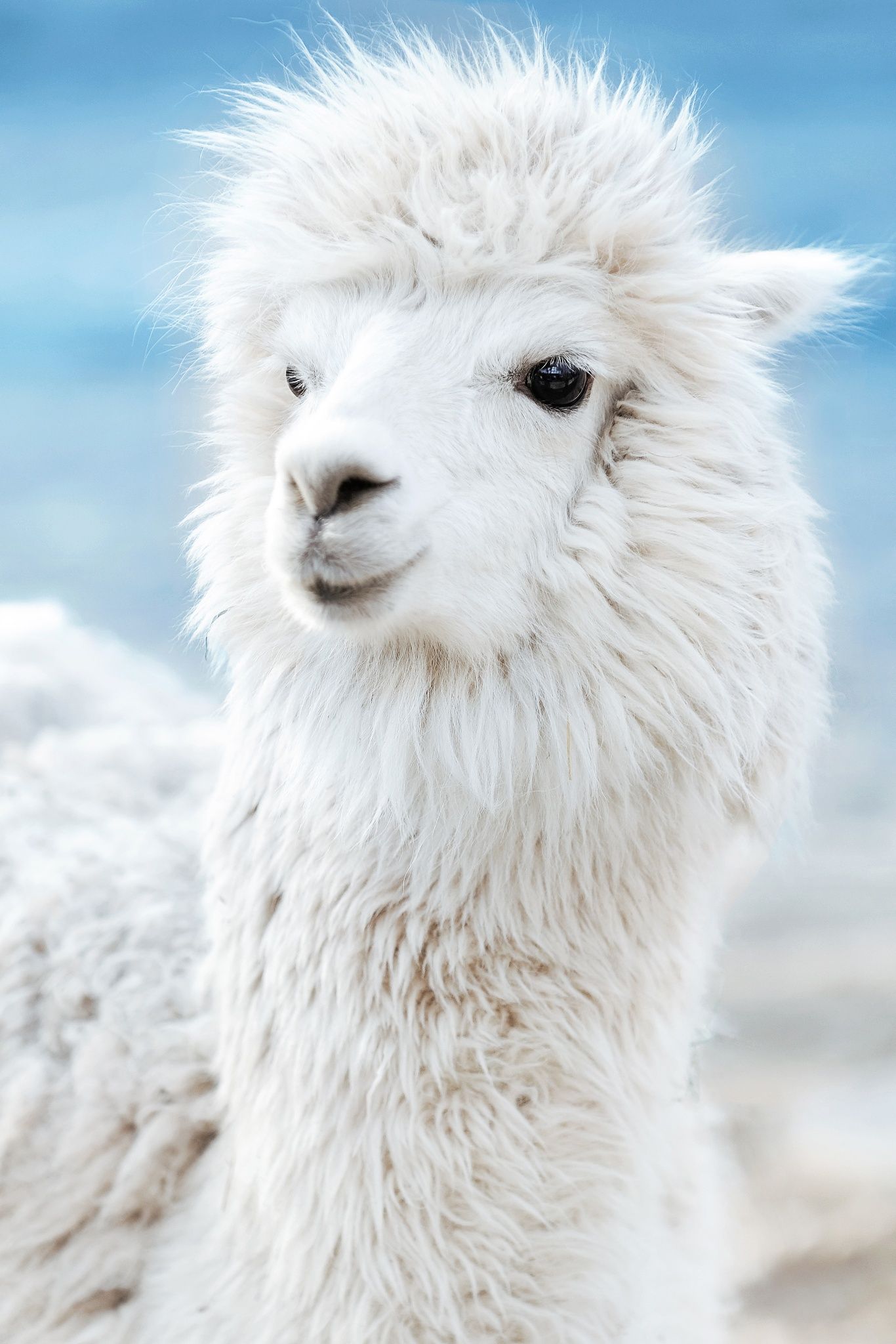 White Alpaca (x-post /r/MostBeautiful) http://ift.tt/2vf2SxJ | Sheep ...