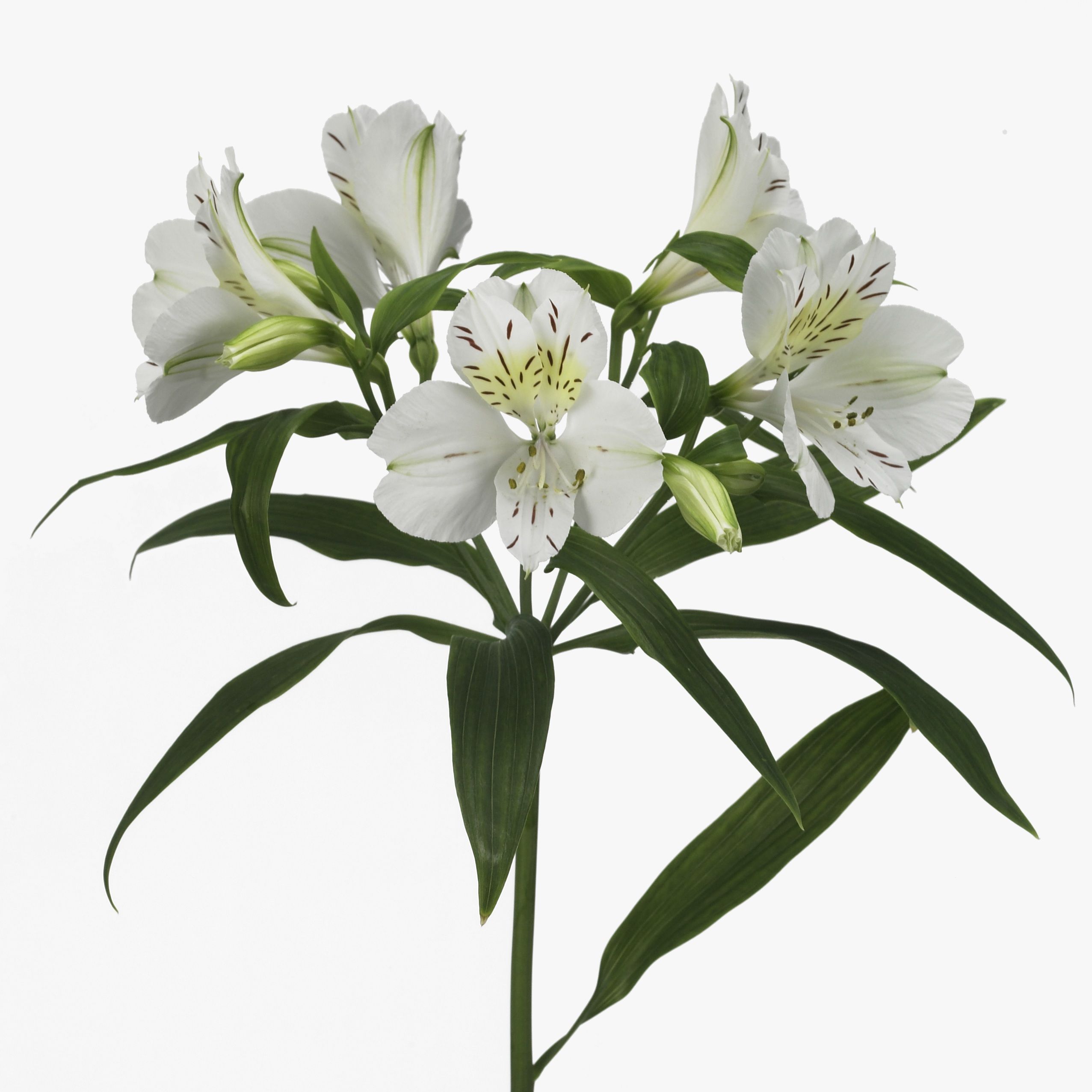 white alstroemeria - Google Search | DeFilippo | Pinterest | Flowers