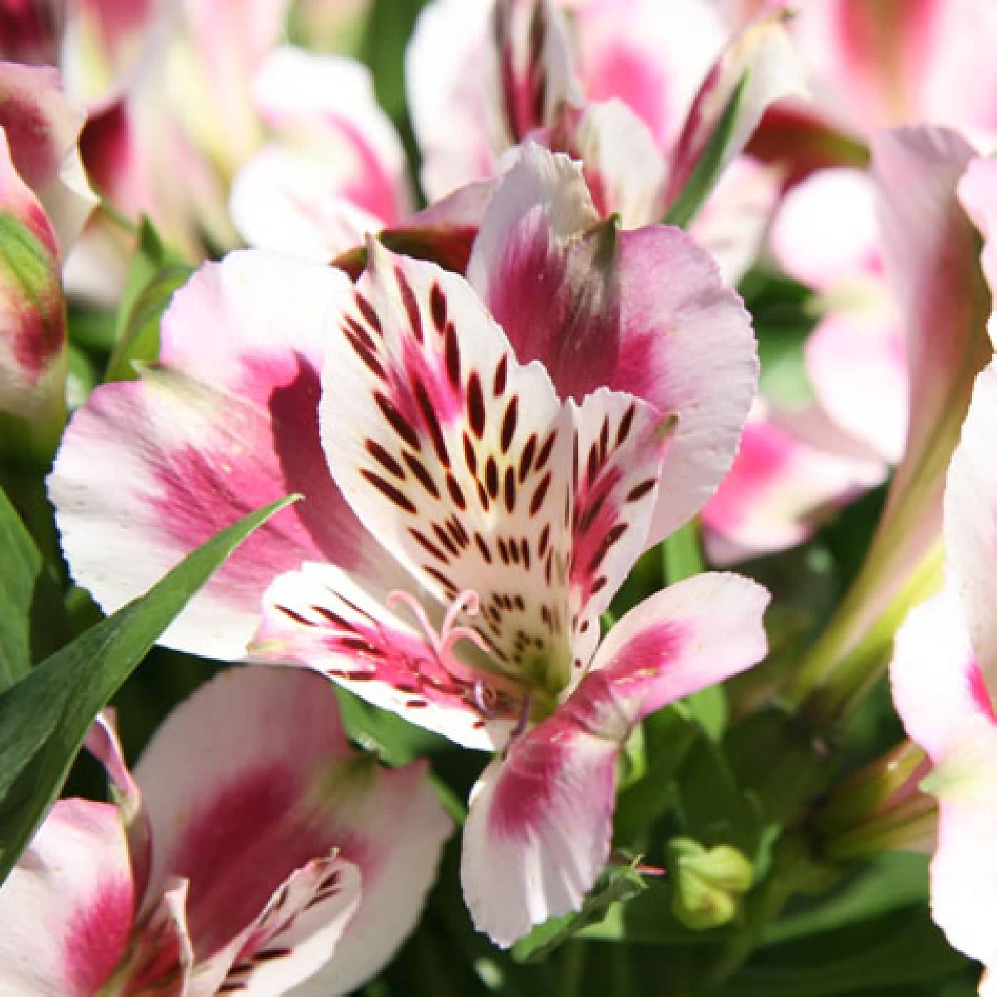 Buy Alstroemeria inticancha ‘White Pink Blush’ Online ...