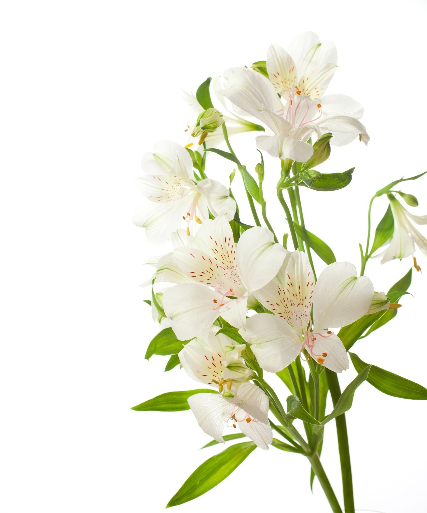 Alstroemeria White – FloralSection.com