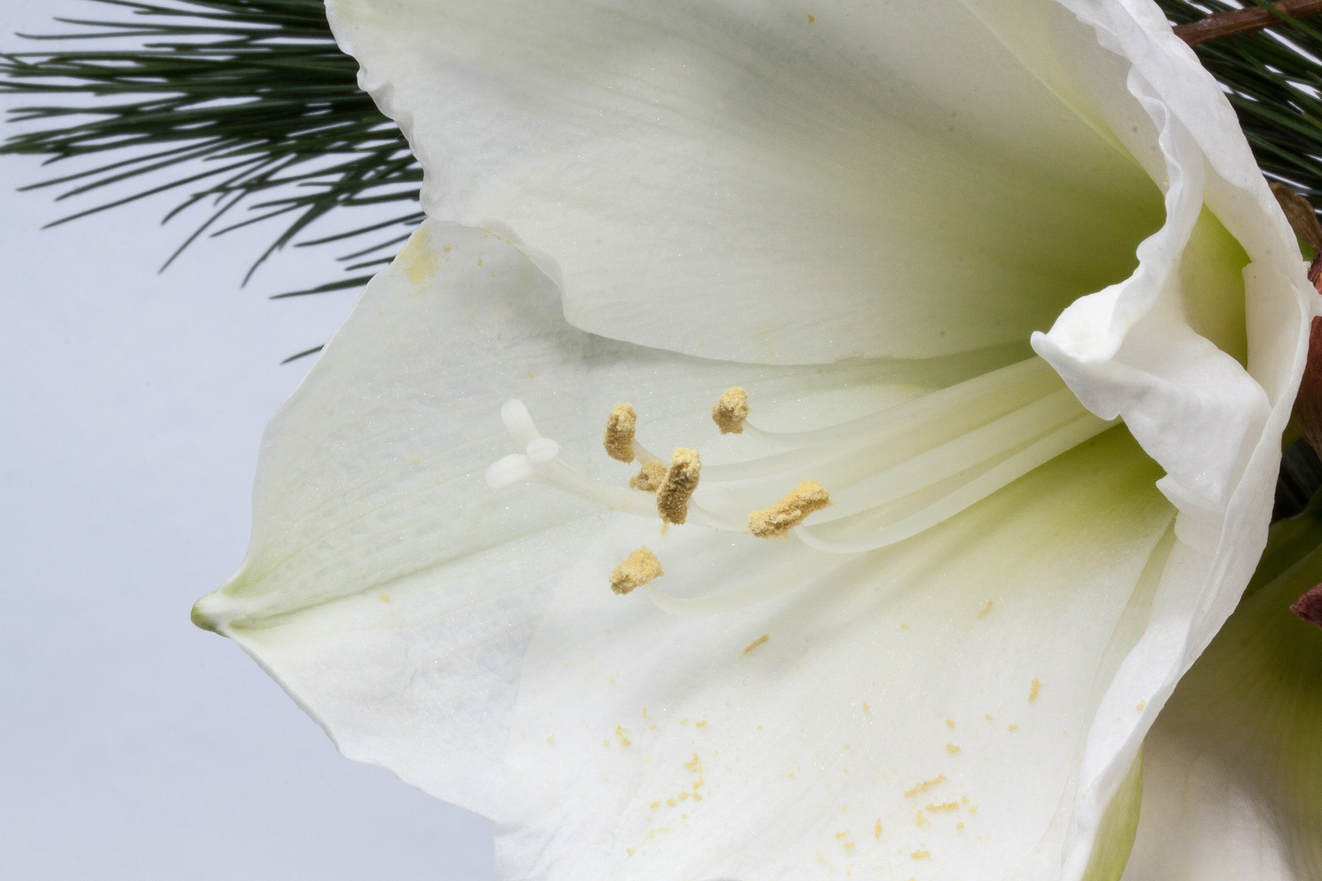 White Amaryllis, Amaryllis, Blooming, Flower, Fragrance, HQ Photo
