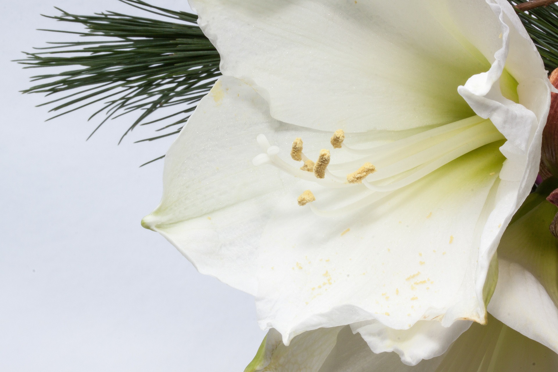 White amaryllis photo