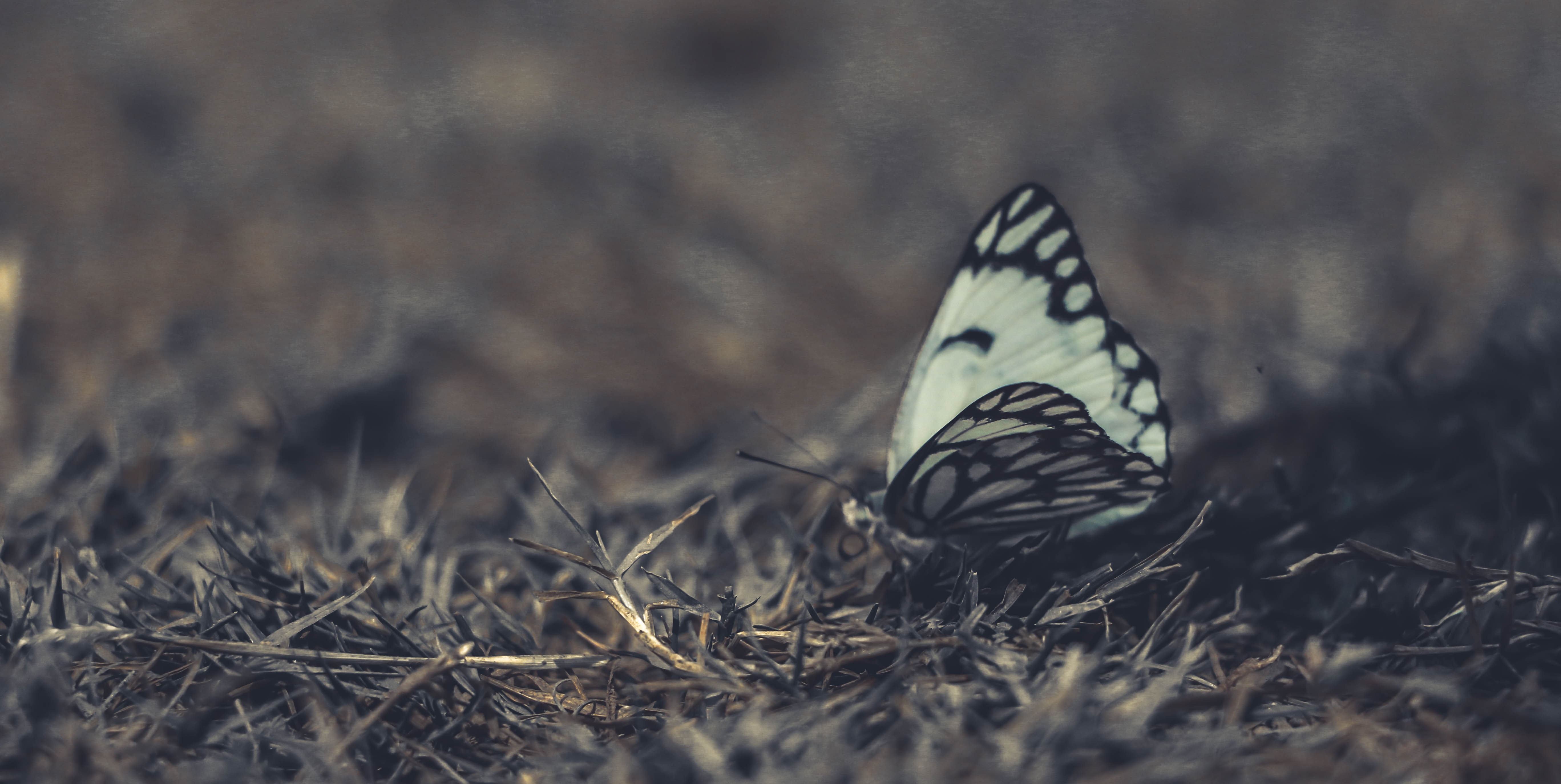 White and black butterfly on grass in close-up photography
