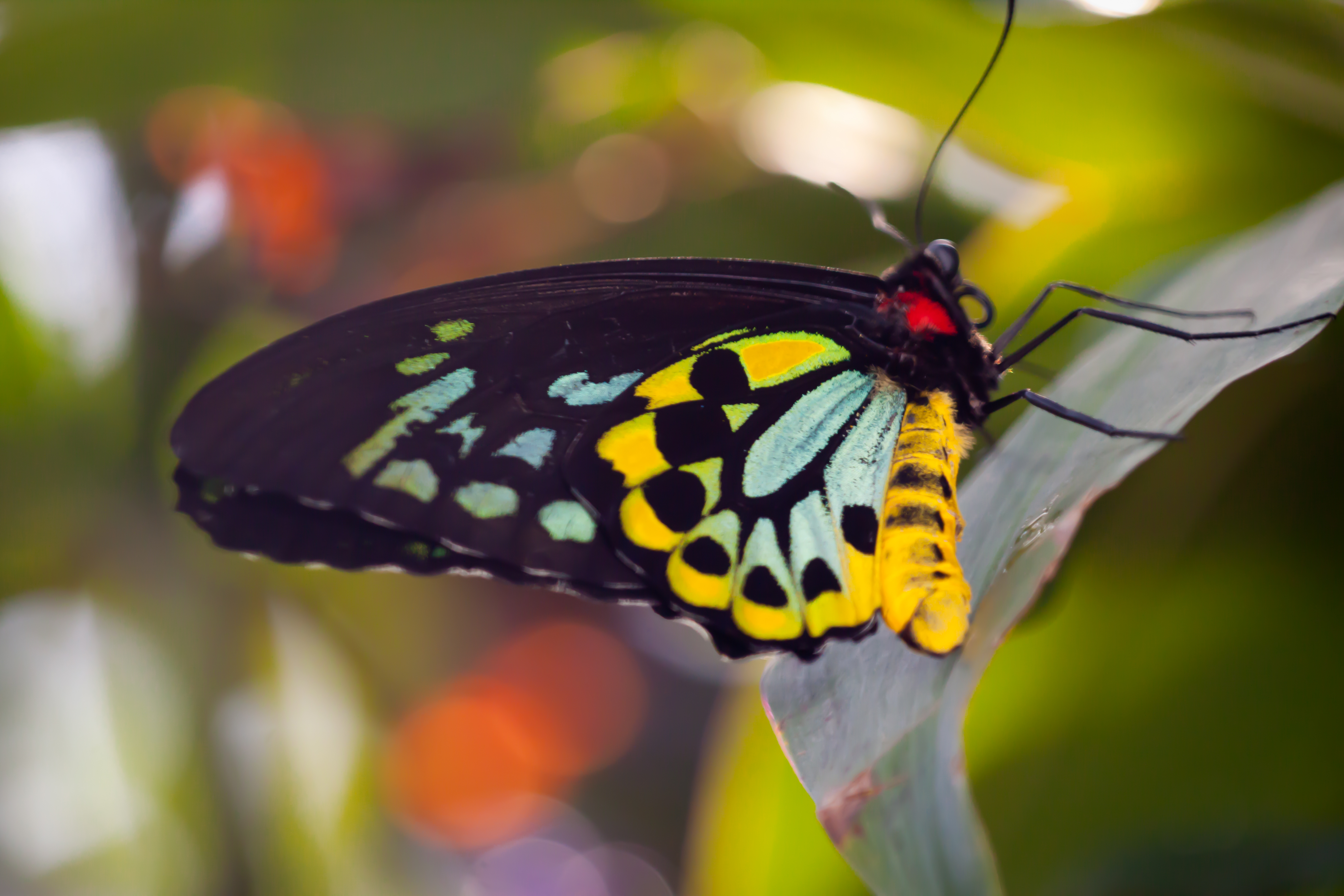 Jeff Finkelstein | Photography | Butterflies | Photos | Customer ...