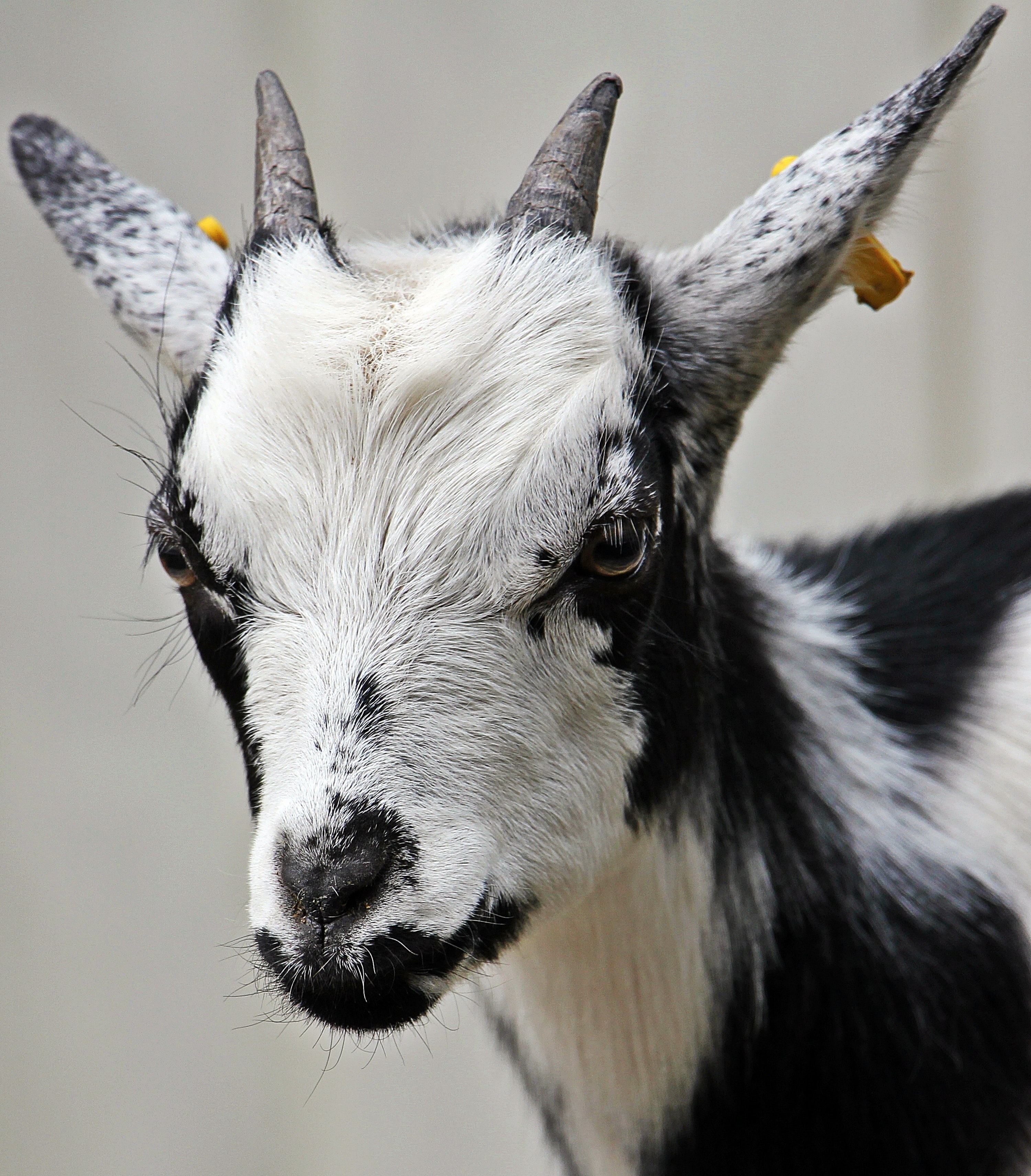 White and black hair goat photo
