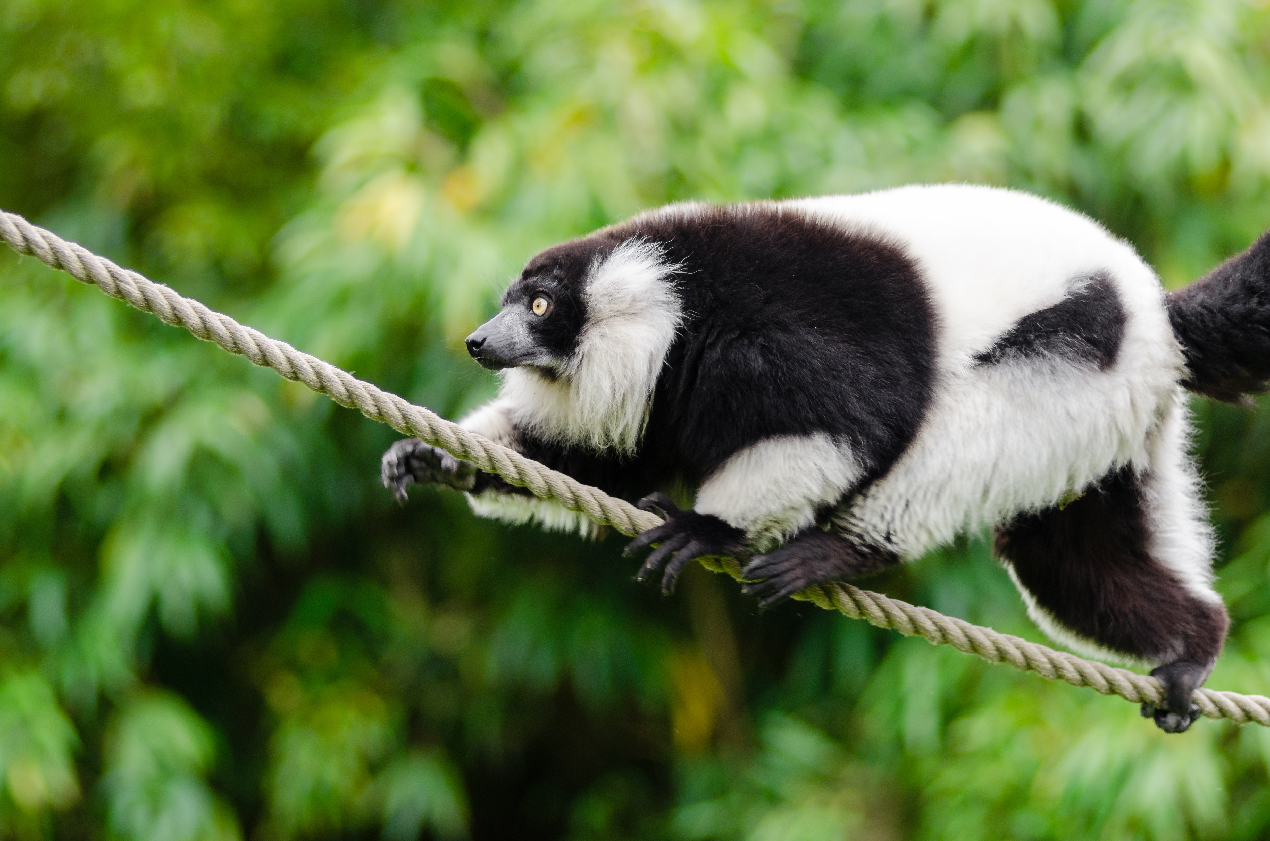 White and black lemur photo