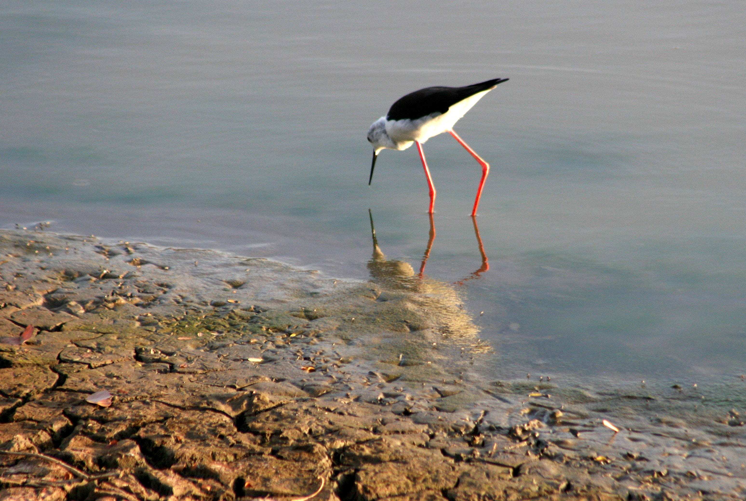 White and Black Long-beaked and Long Legged Bird on Body of Water Photography, Animal, Reflection, Wild, Water, HQ Photo