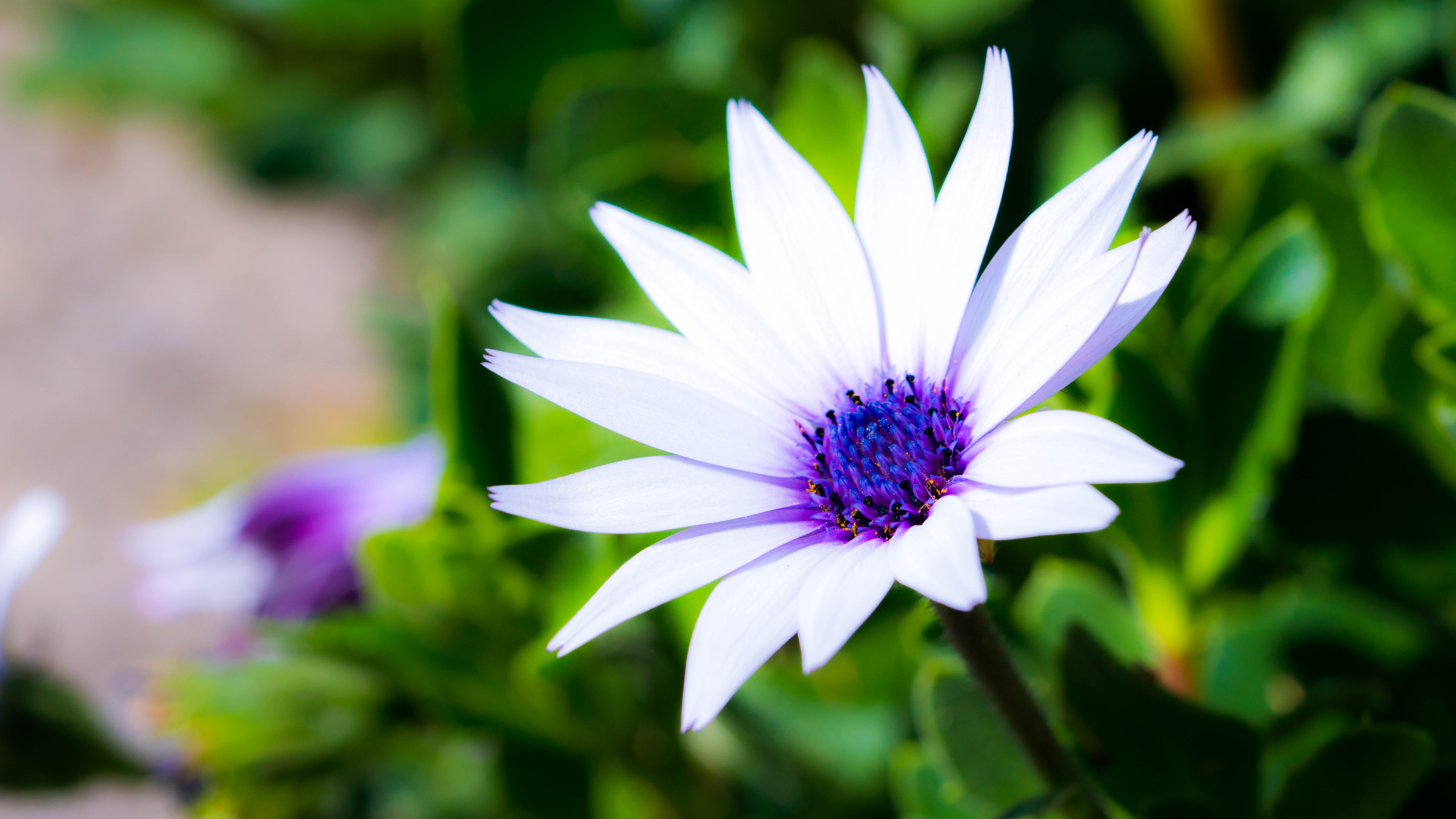 White and blue flower photo